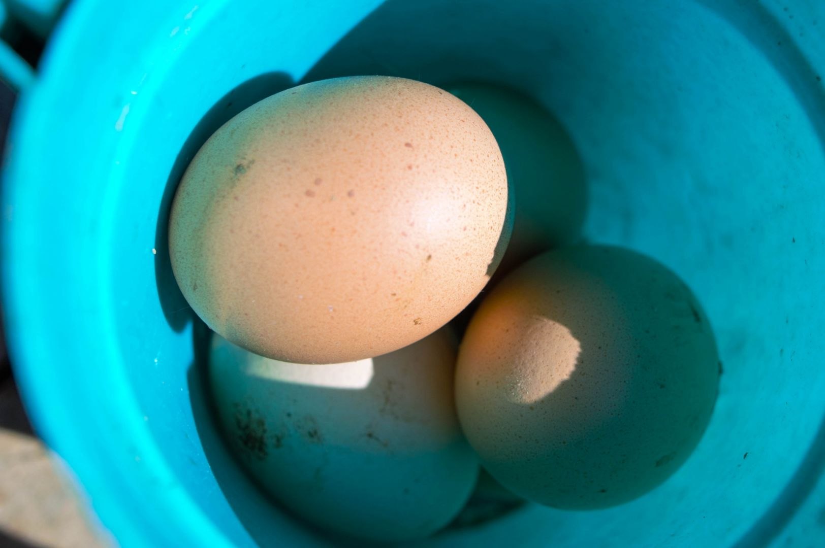 Развитие из неоплодотворенного яйца
