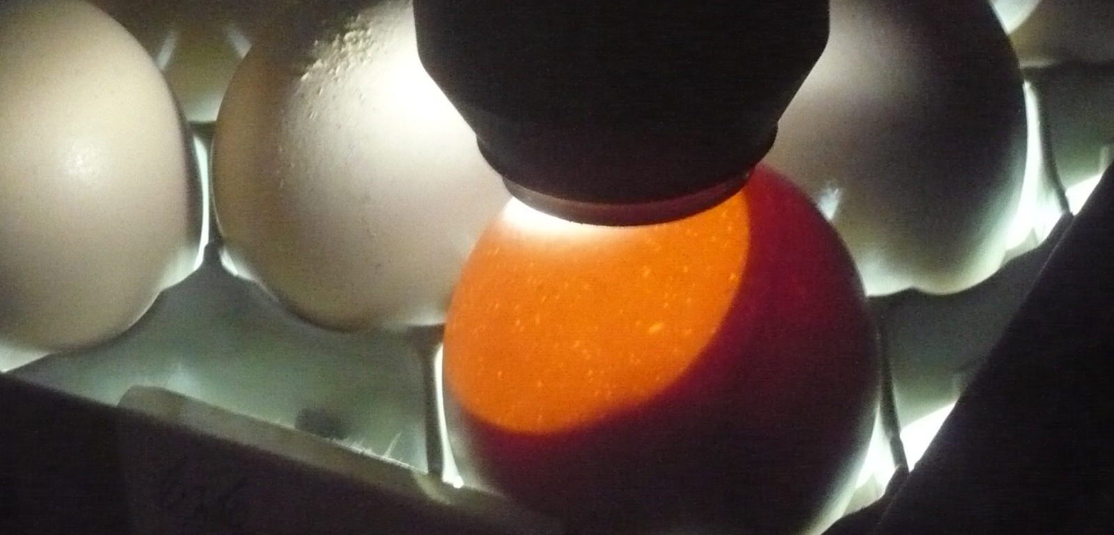 Овоскопирование куриных яиц по дням фото. Овоскопирование утиных яиц. Овоскопирование гусиных яиц. Неоплодотворенные яйца овоскопирование. Овоскопирование индюшиных яиц.