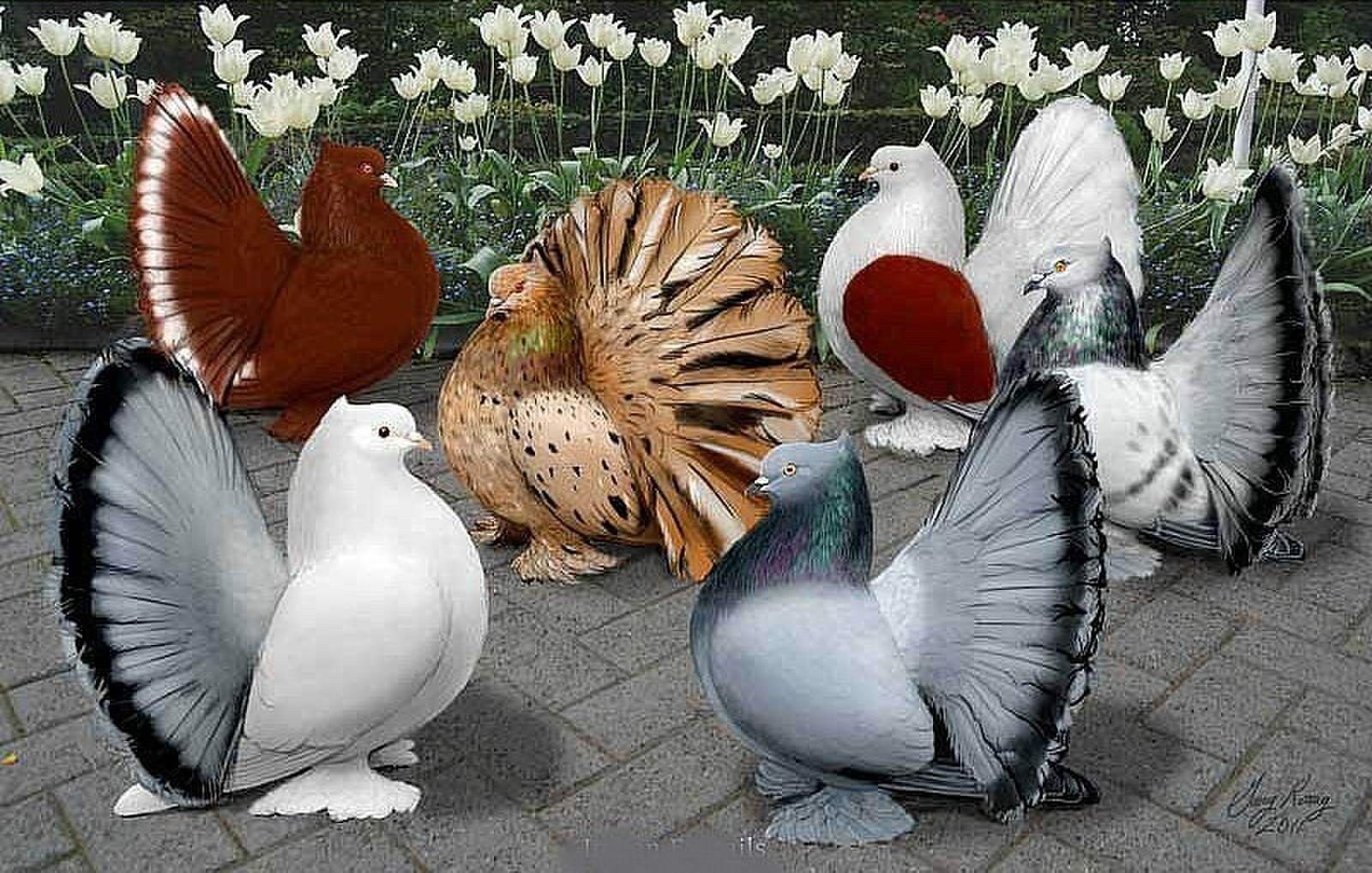1 голубей. Голуби породы Каплан. Chiroyli Kabutarlar. Декоративные голуби. Красивые голуби.