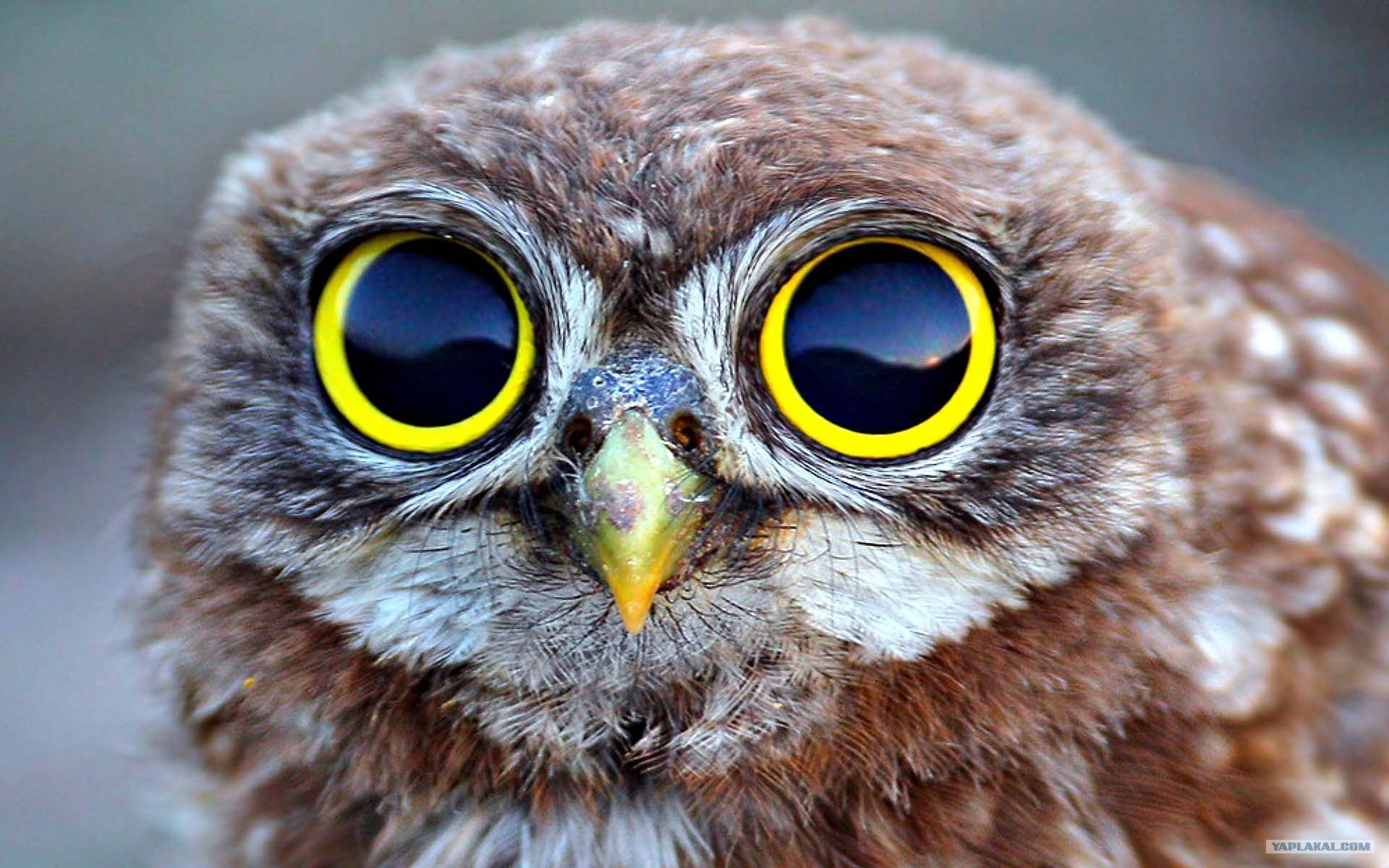 Какая птица имеет большие глаза
