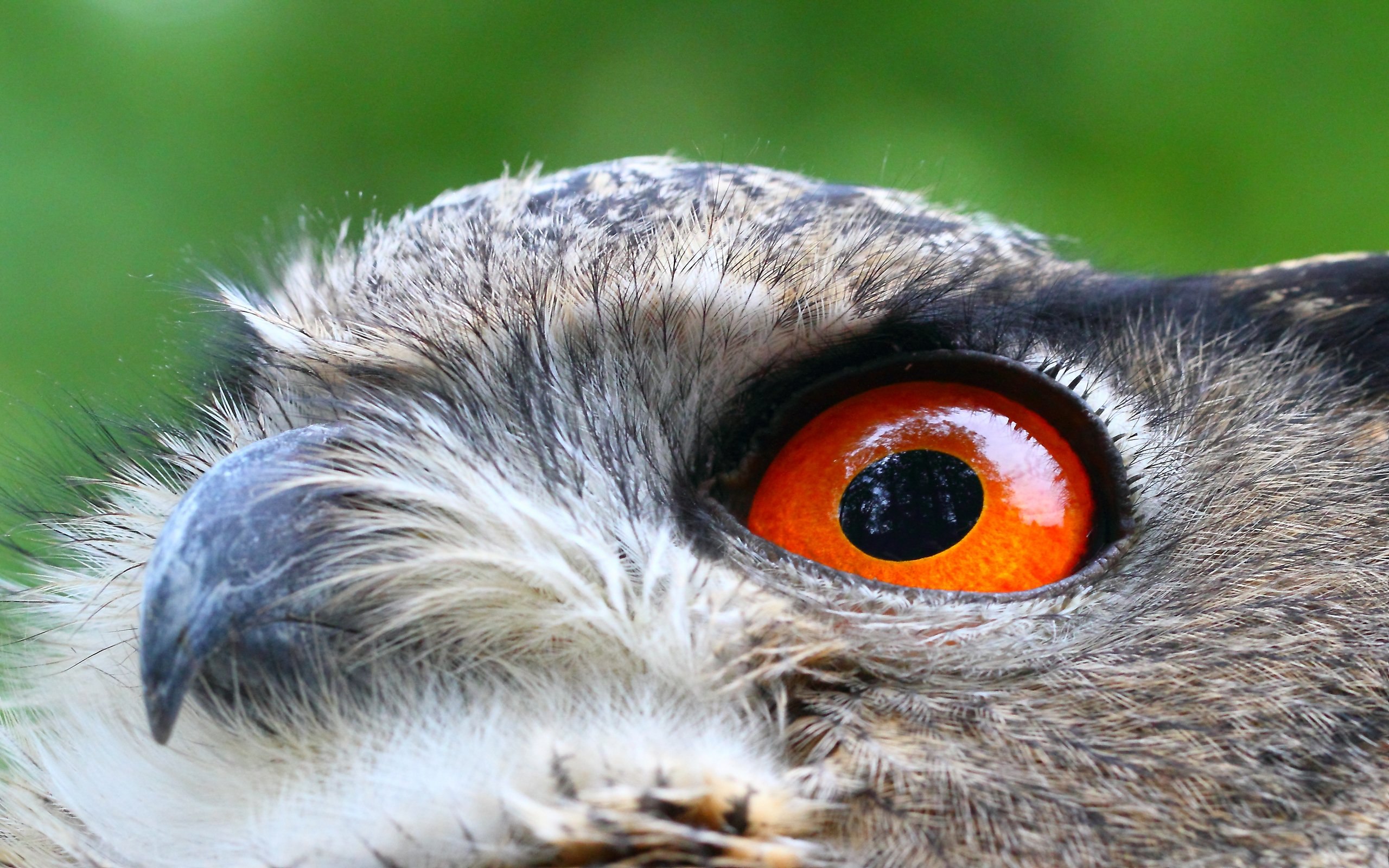 Цвет глаз птиц. Глаза Филина. Филин кислота в глаза. Глаза Совы. Глаз птицы.