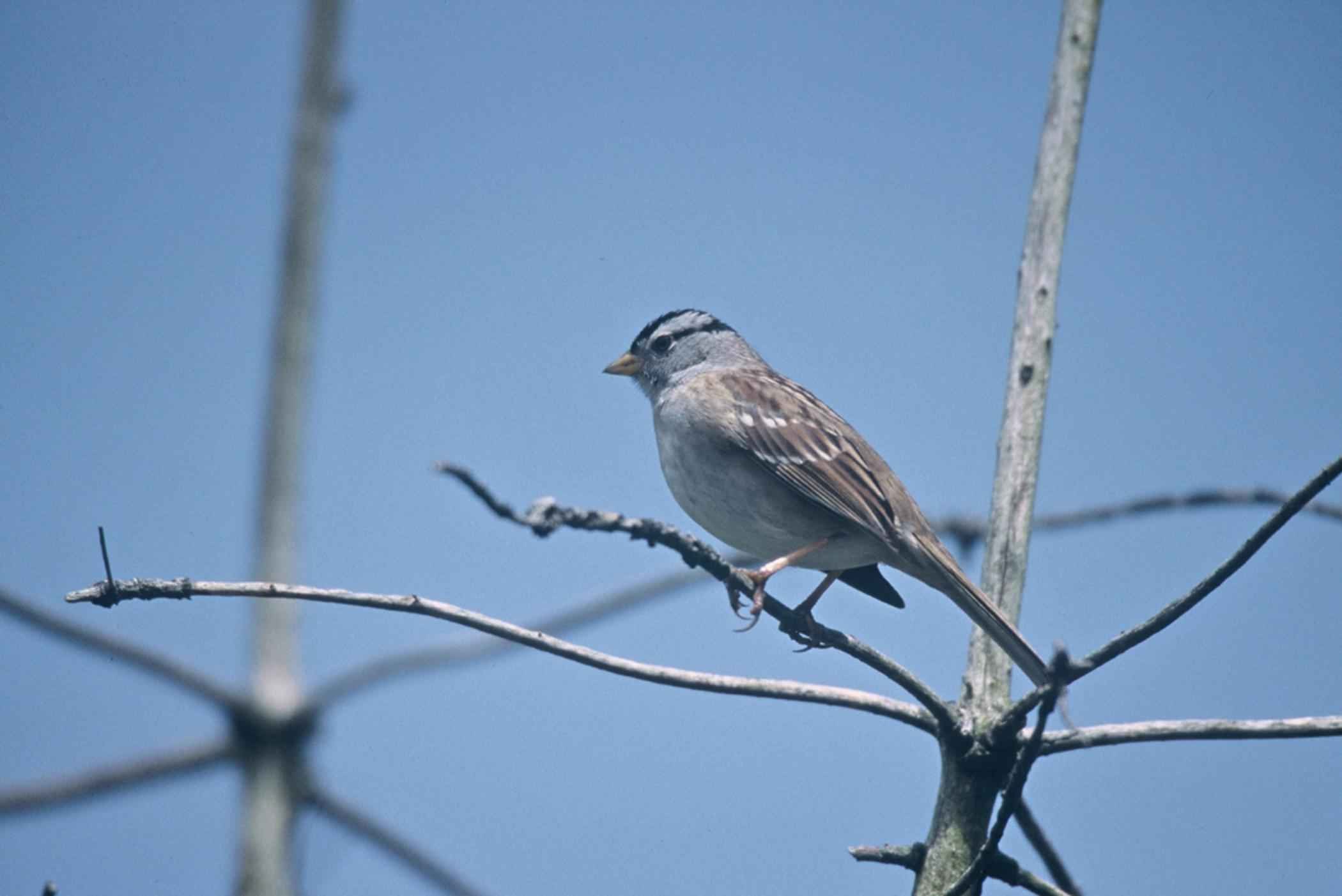 Птичка меньше воробья серая. Zonotrichia leucophrys. Серый Воробей. Птица похожая на воробья. Серая птица.