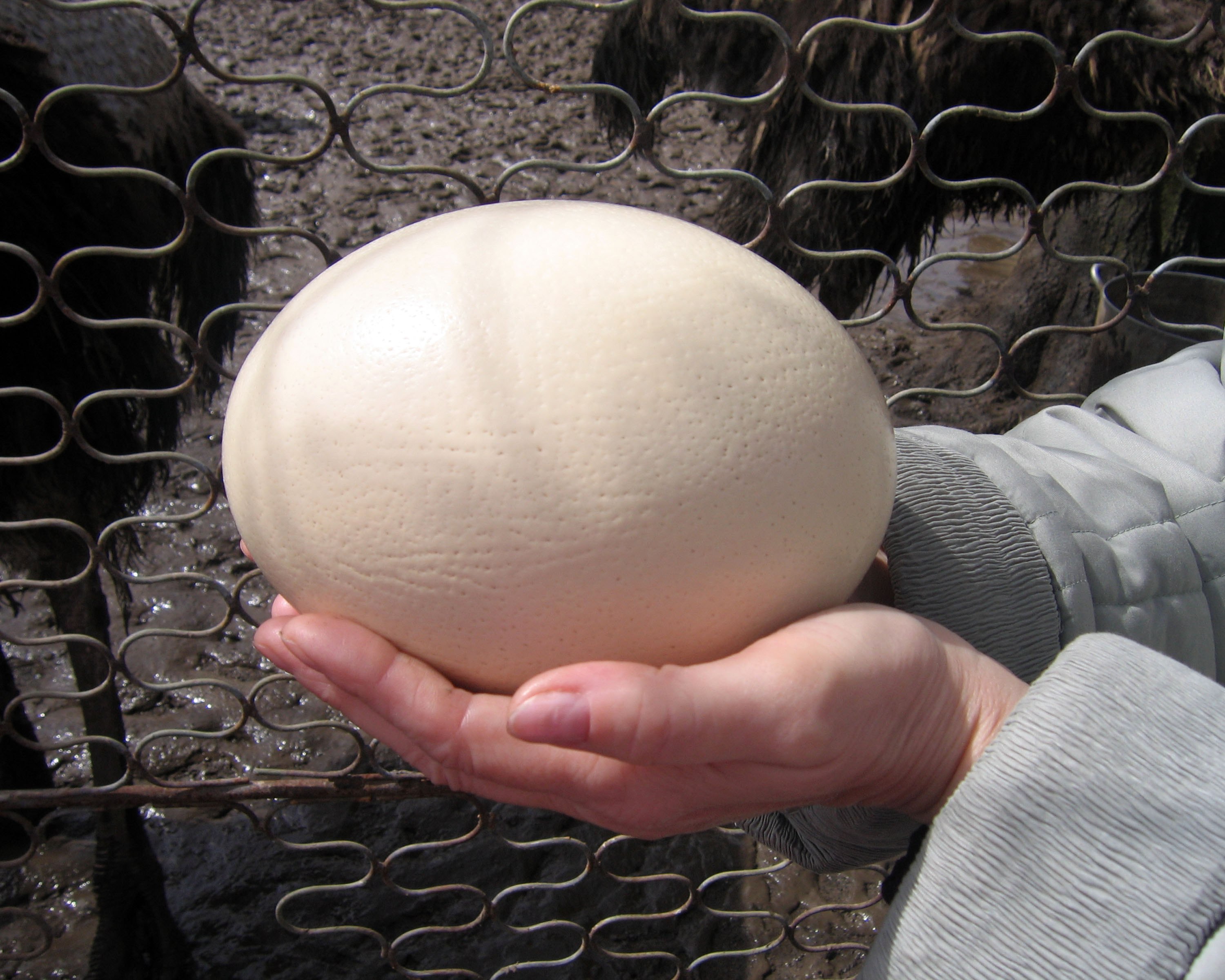 Купить яйцо детям. Инкубация страусиных яиц. Вес страусиного яйца. Яйцо страуса. Яйцо страуса размер.