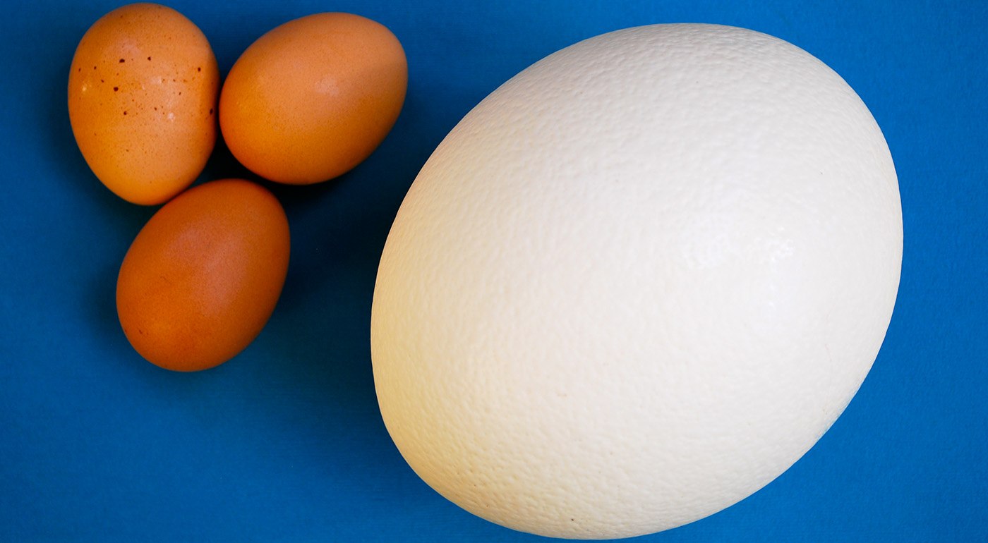 Размер яиц кур. Страусиное яйцо. Страусиное яйцо и куриное. Яйцо домашнее куриное. Яйцо страуса размер.