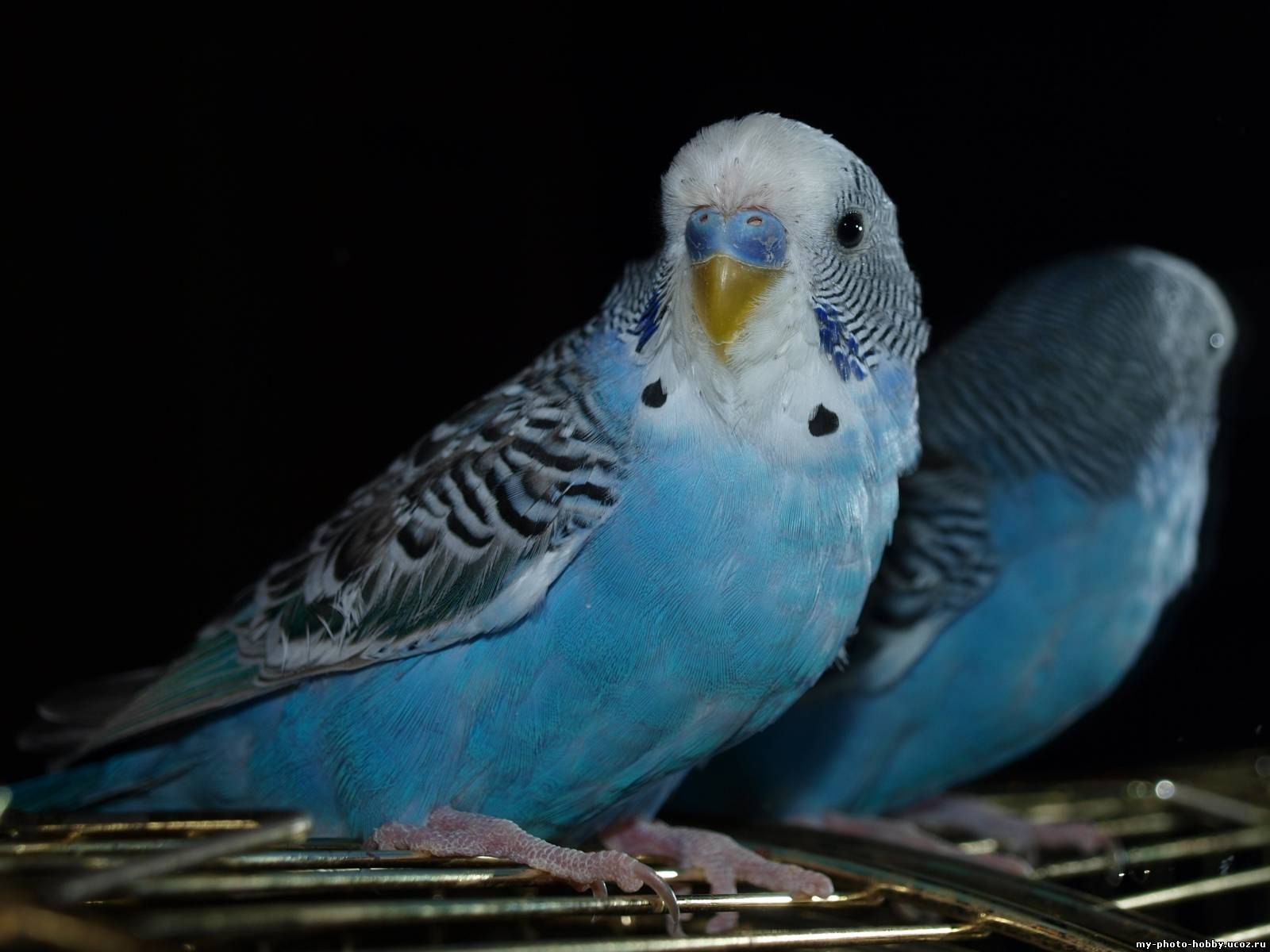 Волнистые попугайчики фото и видео