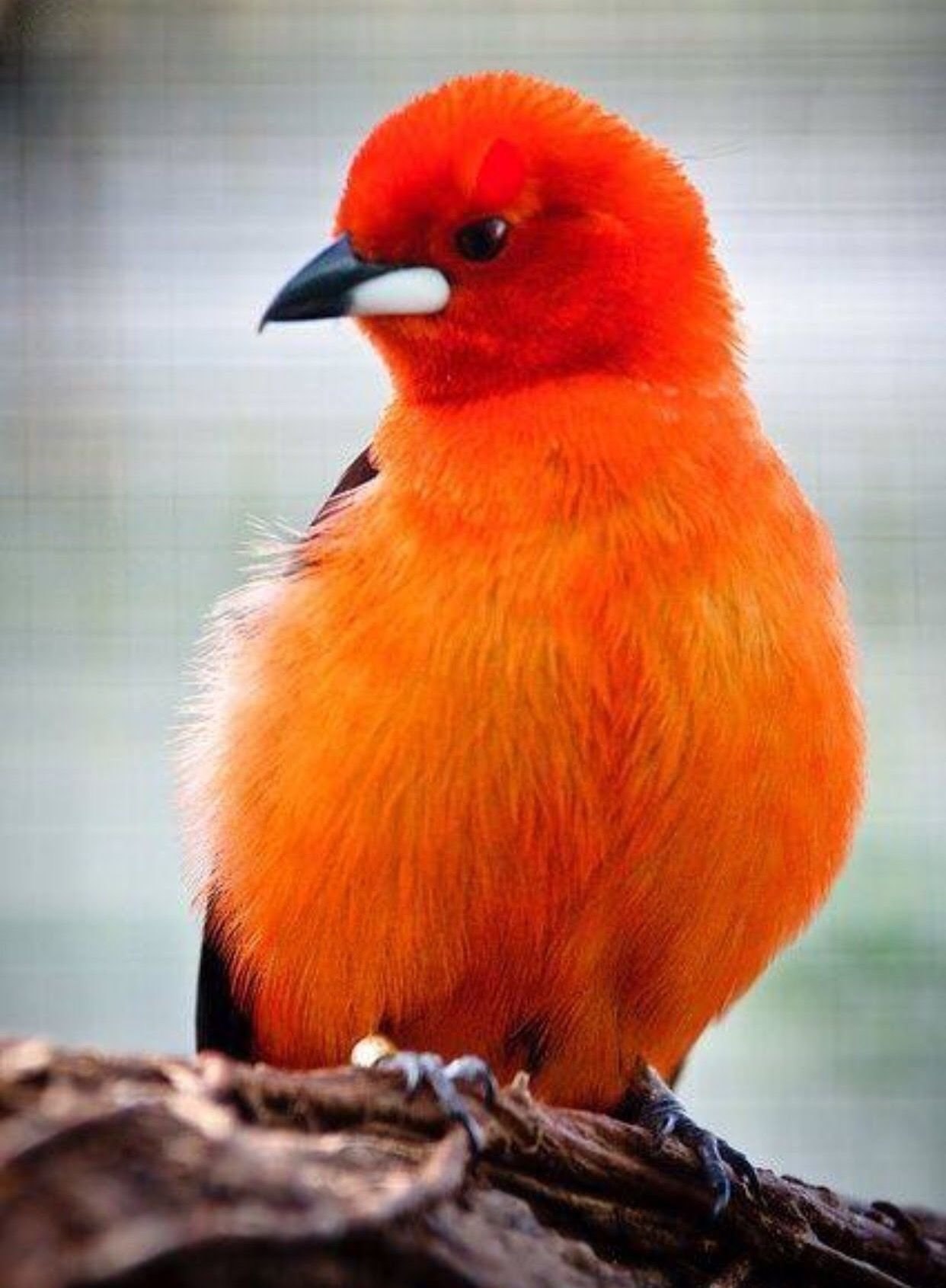 Маленькая рыжая птичка. Оранжевая канарейка. Птичка кенар оранжевый. Танагра птица оранжевая. Рыжая танагра.