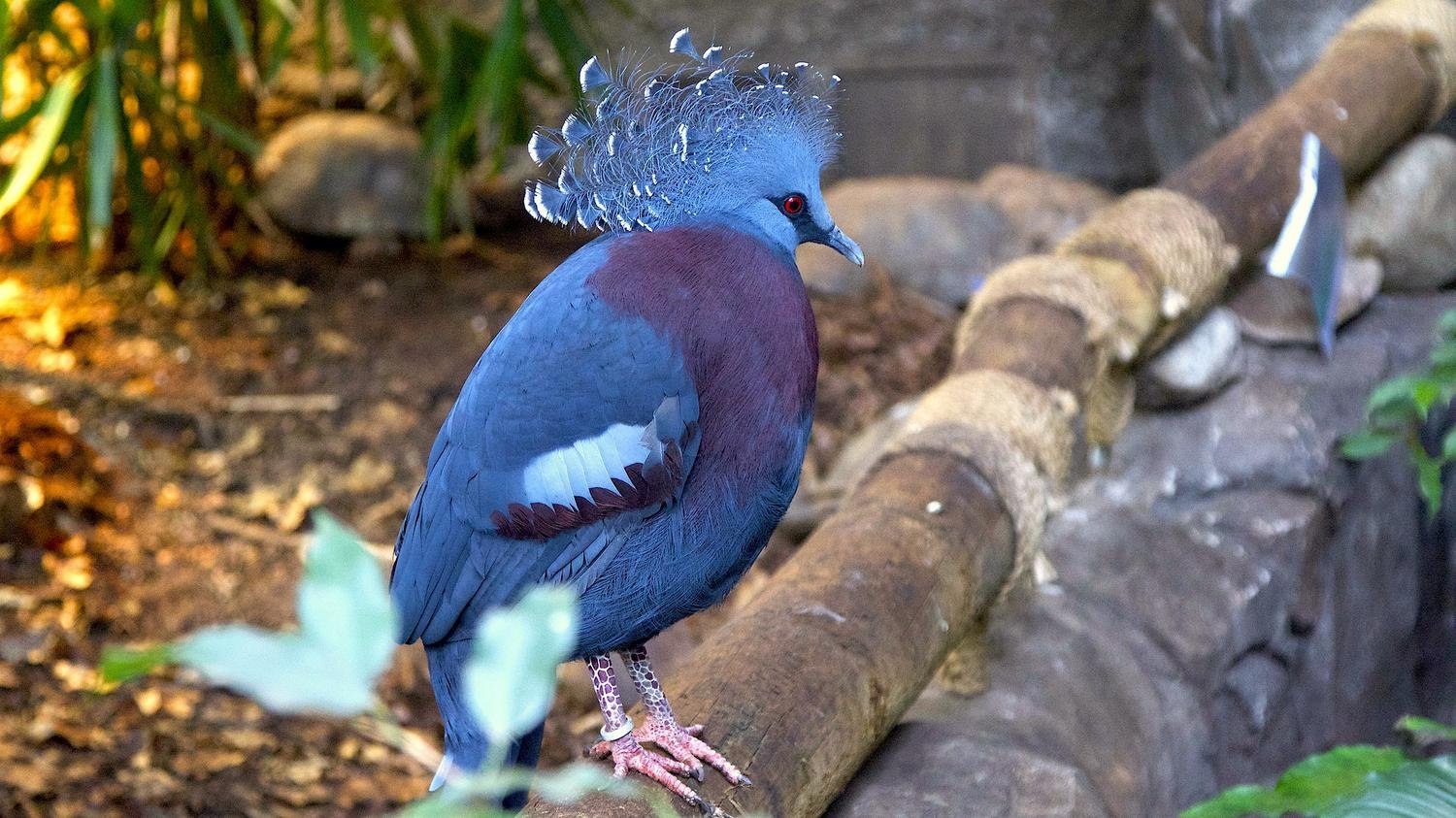 Птица из новой гвинеи 6 букв. Каштановогрудый венценосный голубь. Веероносный голубь (Goura Victoria). Веероносный венценосный голубь птицы новой Гвинеи.