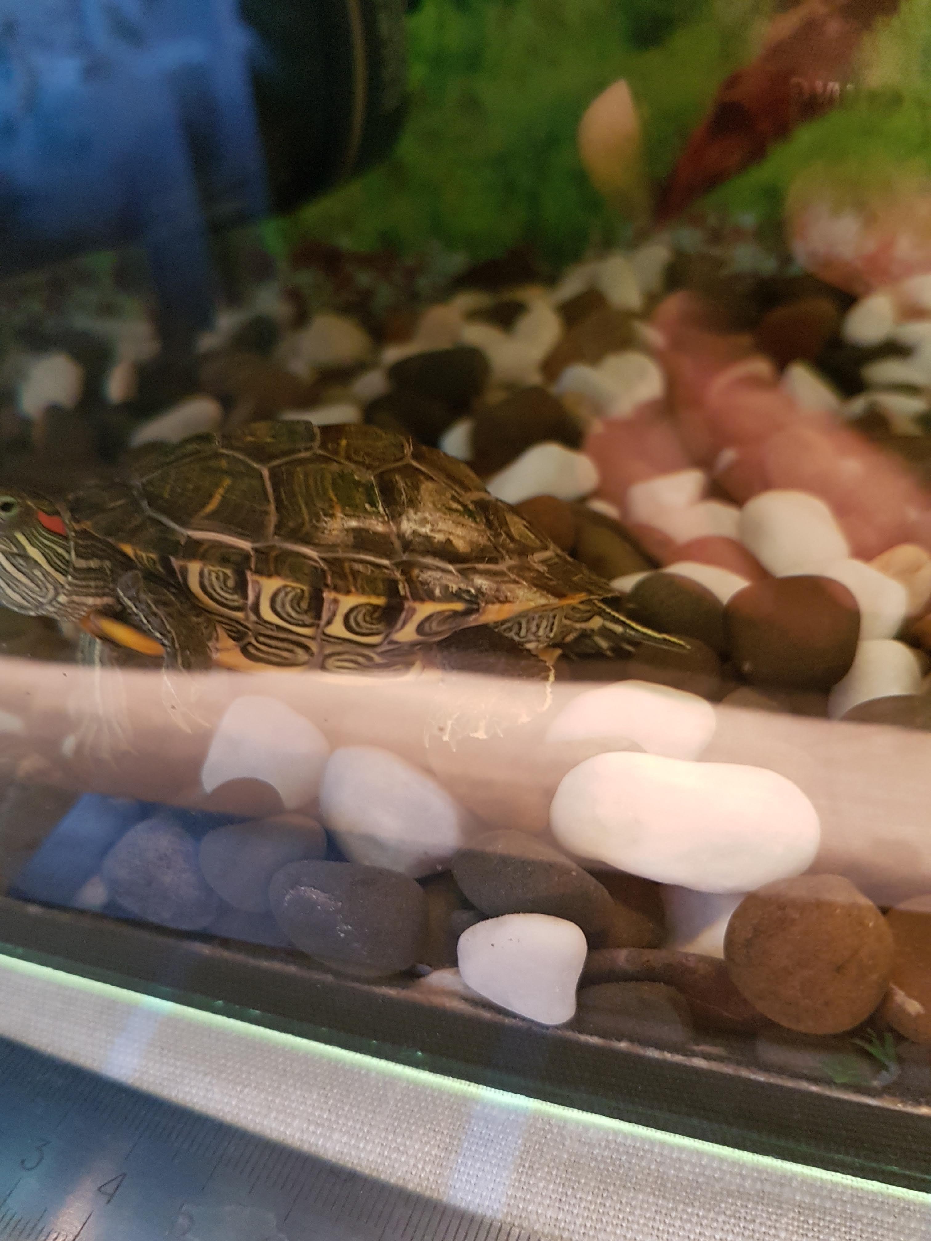 Яйца красноухой черепахи в домашних условиях фото
