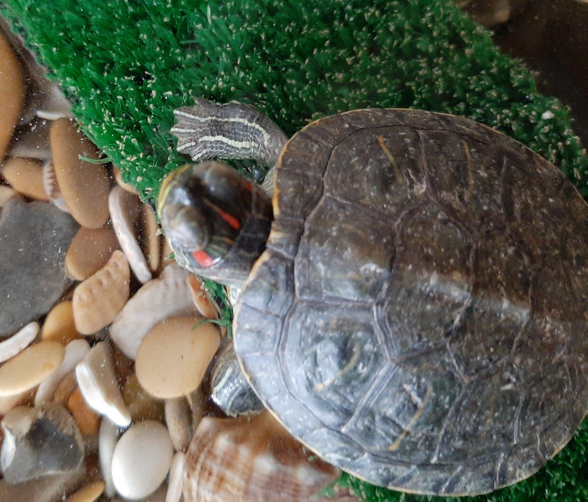 Купить черепаху водную. Яйца красноухой черепахи. Водяная черепаха. Водные черепахи. Черепашка 50.