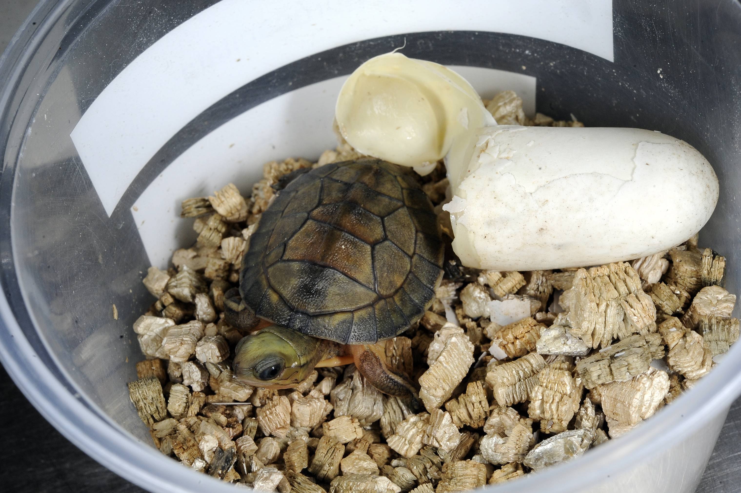 Красноухая черепаха откладывает яйца. Среднеазиатская красноухая черепаха. Яйца красноухой черепахи. Красноухая черепаха сухопутная. Красноухая черепаха размножение.
