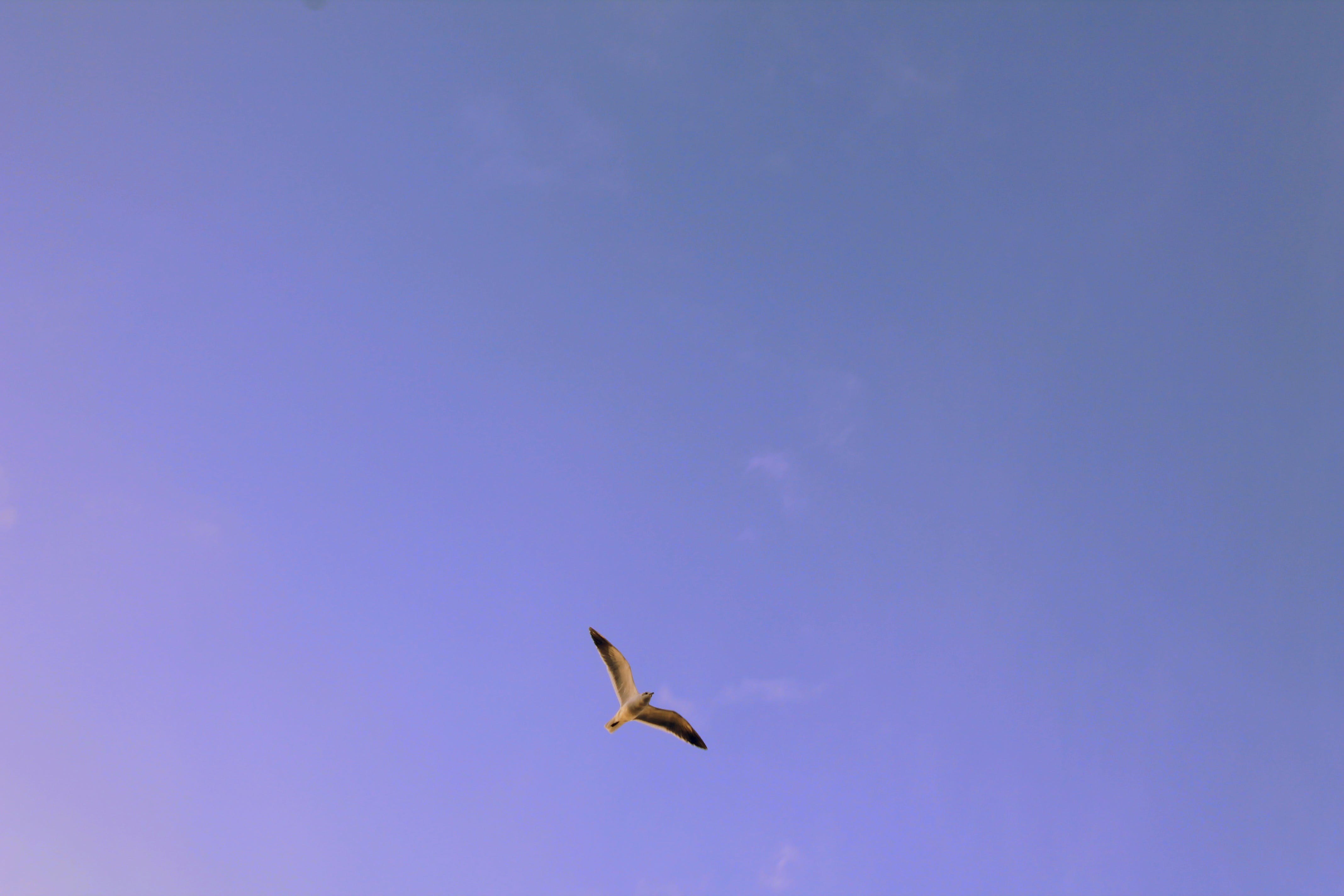 Способность птиц летать всегда. Птицы в небе. Птица в чистом небе. Полет птицы в небе. Птицы в далеке.
