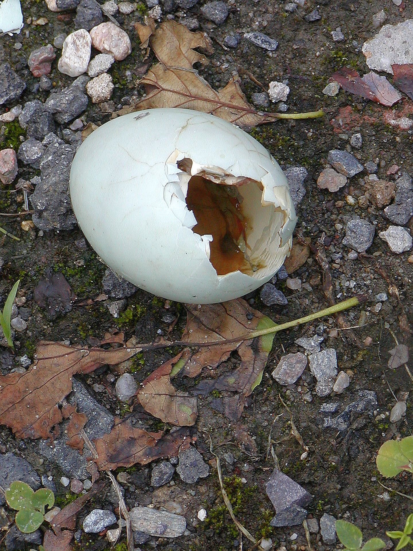 Яйцо трещина