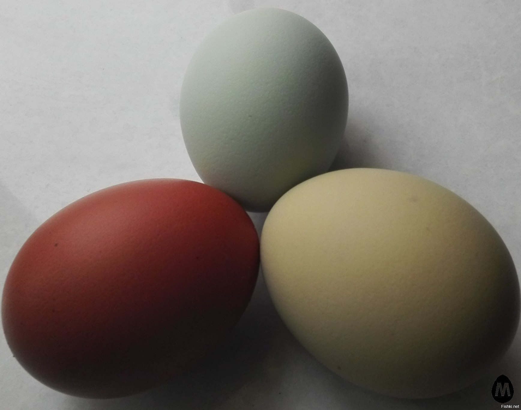 Кура несущая крупные яйца. Яйца ауруканов. Амераукана цвет яиц. Доминант с голубым яйцом. Цветные яйца куриные.
