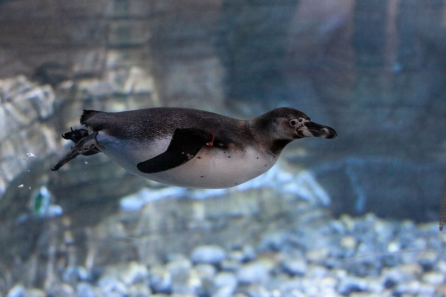 Пингвин гумбольдта. Пингвины Гумбольдта океанариум. Пингвин Гумбольдта Новосибирский зоопарк. Пингвин Гумбольдта Чили.