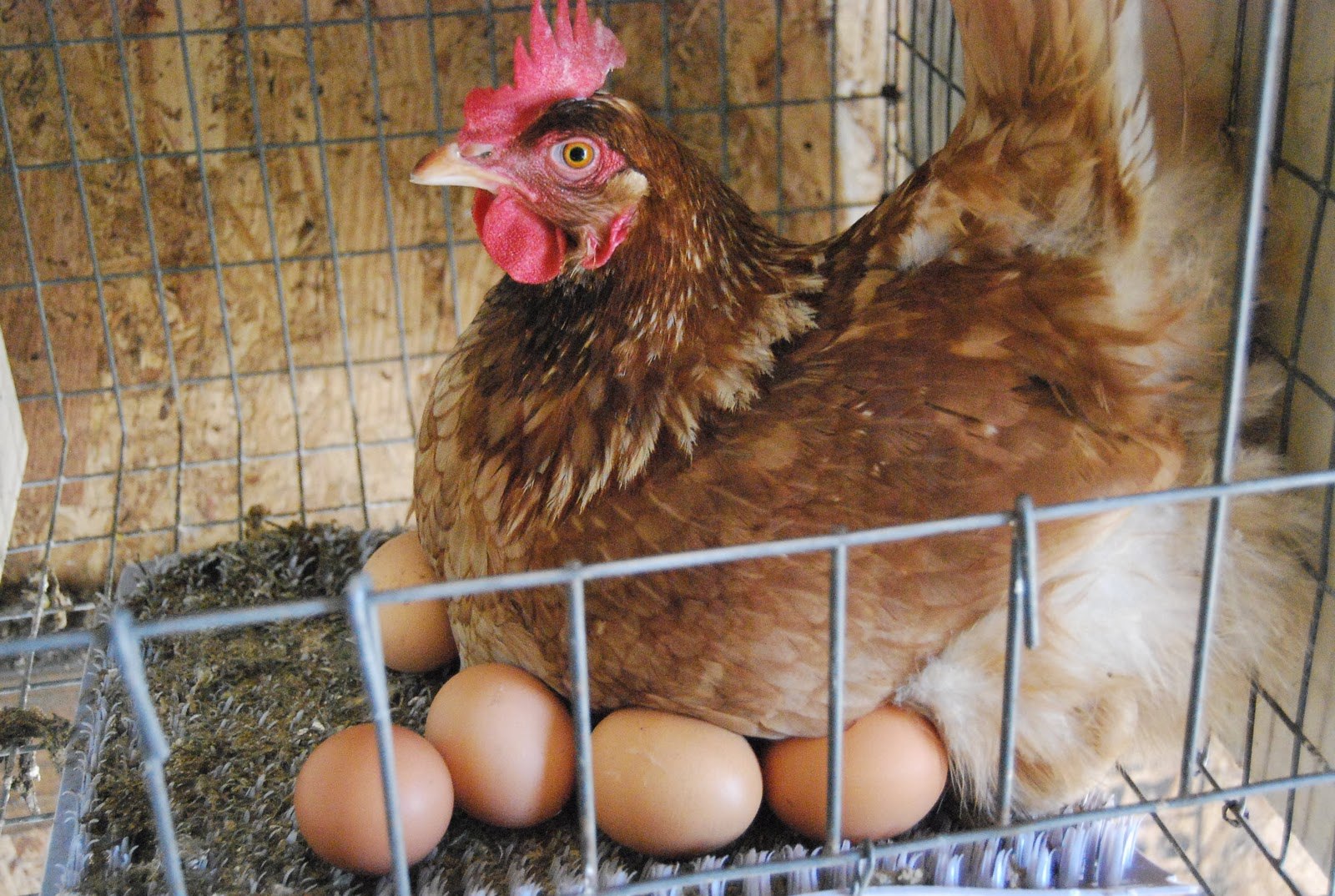 Отчего куры. Курица Несушка. Куры несушки породы яйцо. Куры молодки. Курица с яйцами.