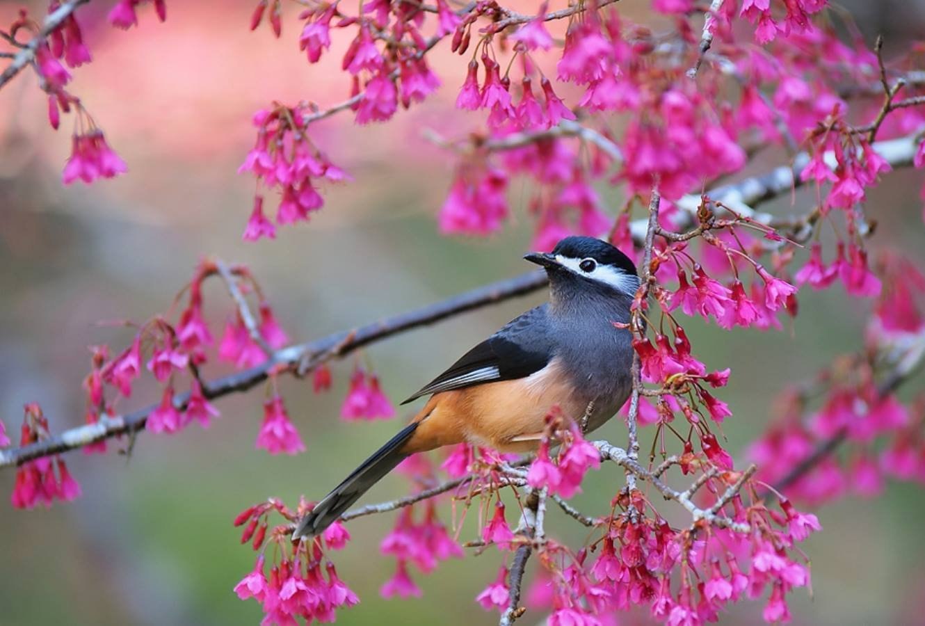 Приход весны птицы. Красивые птицы. Весенние птички. Птицы весной.
