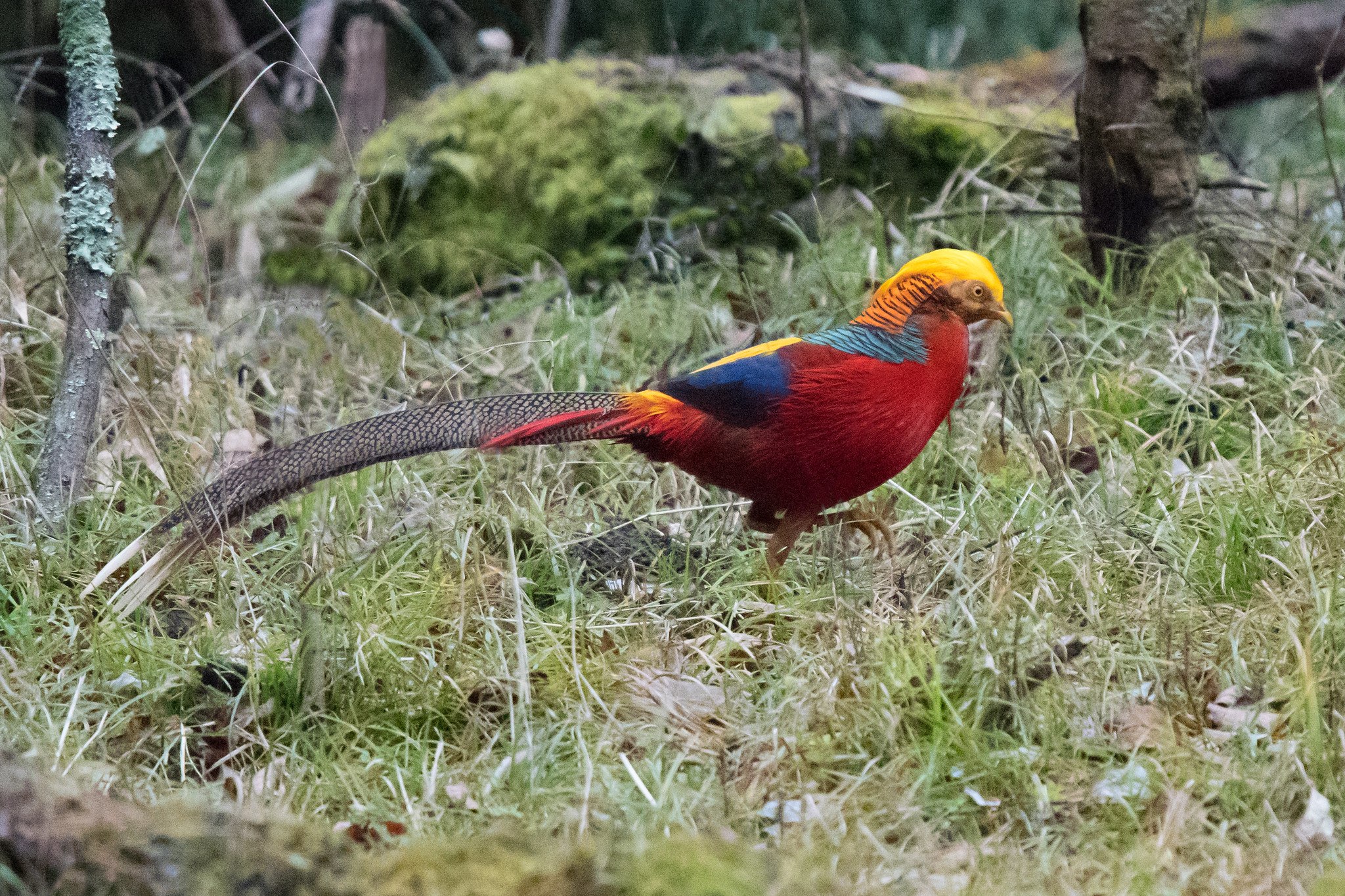 Золотой фазан. Золотой фазан Chrysolophus pictus. Красный фазан лимонный. Золотой фазан Chrysolophus pictus Размеры. Stamp Golden Pheasant, Chrysolophus pictus.