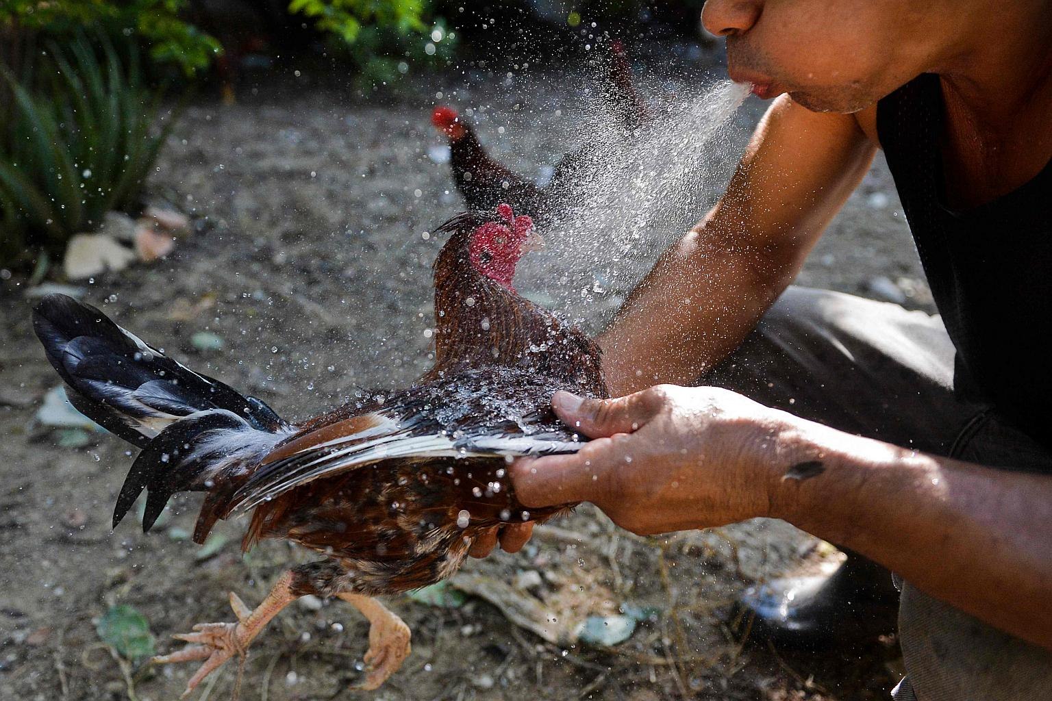 Как зарубить петуха. Петух №171. Philippine Police Chief Killed by Rooster in a cock Raid.