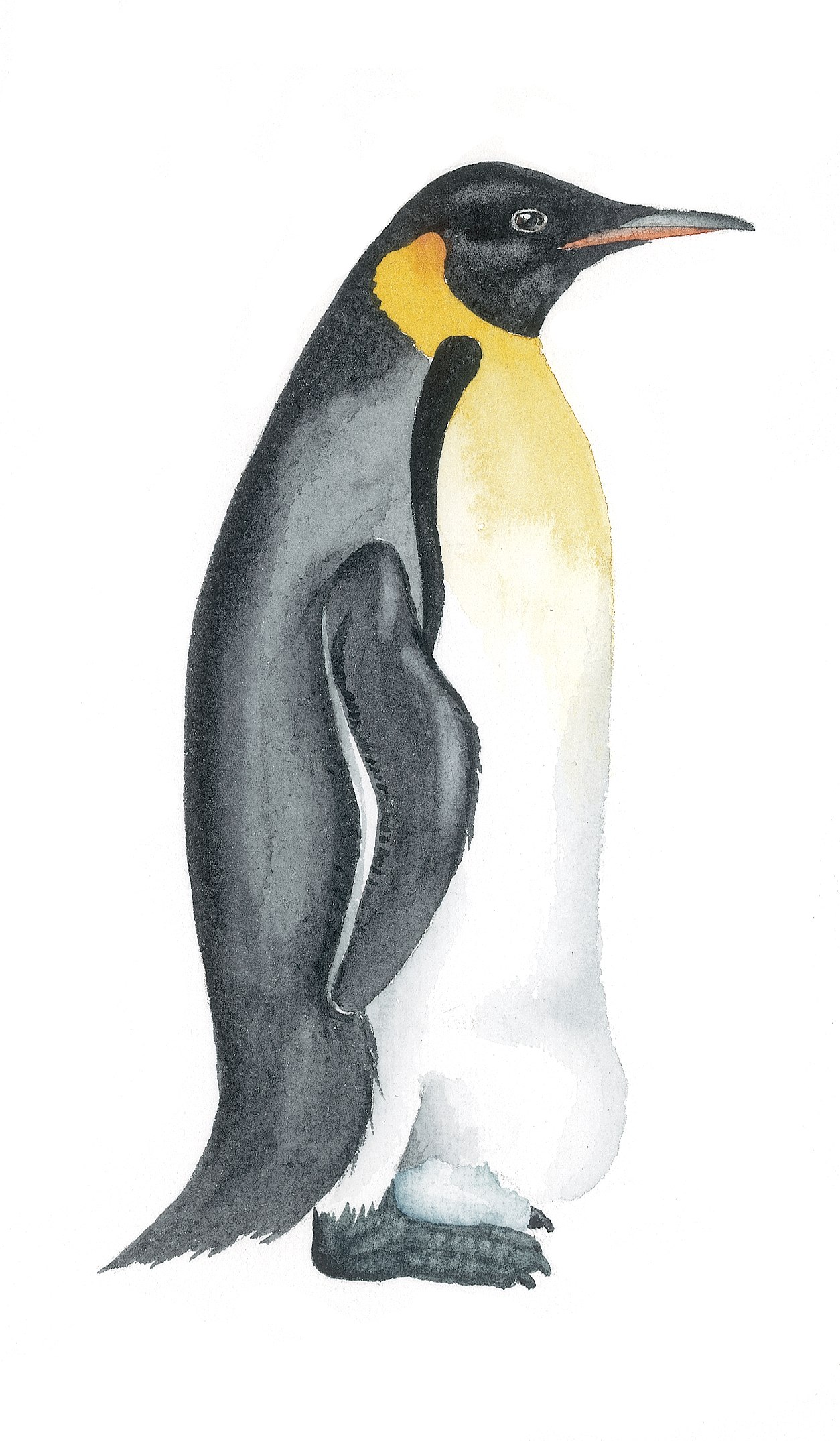 Пингвин с боку