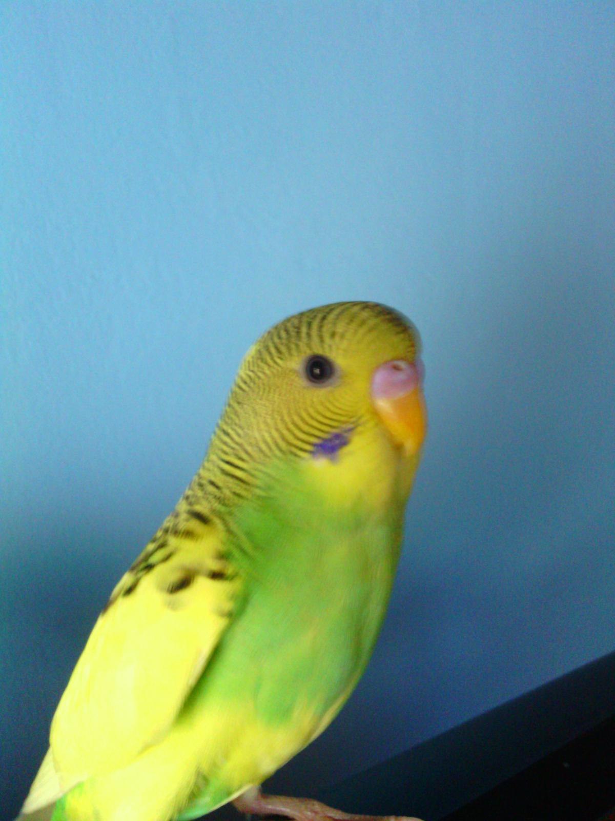 Фото молодого самца волнистого попугая