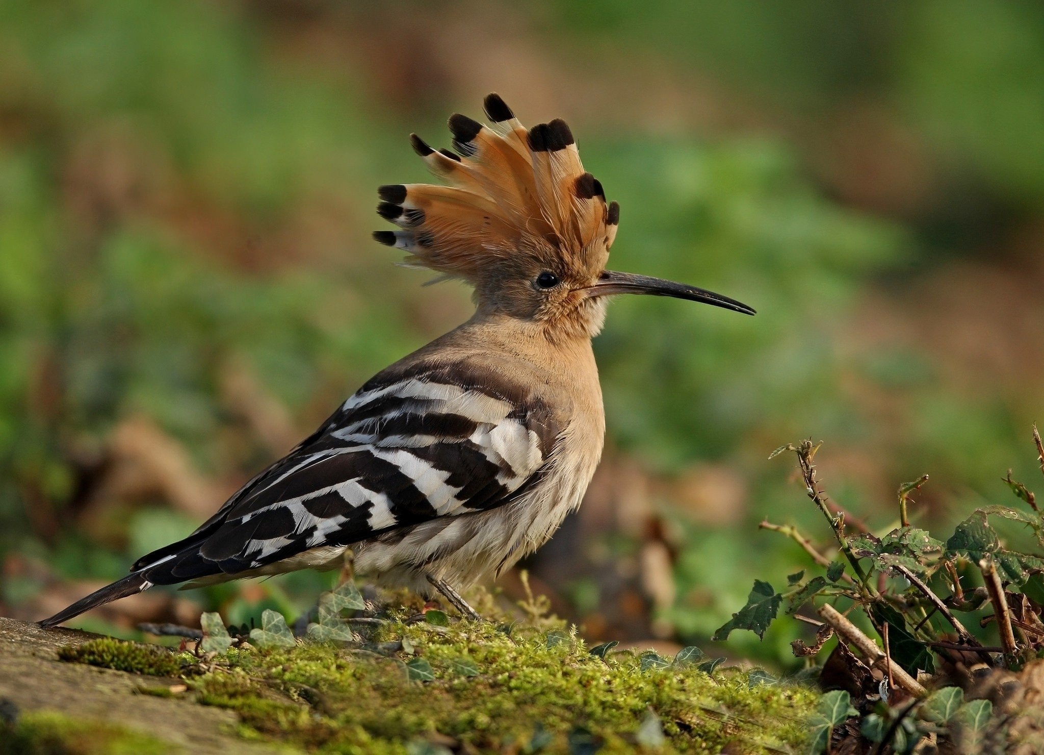 Птичка с хохолком на голове и длинным клювом фото название
