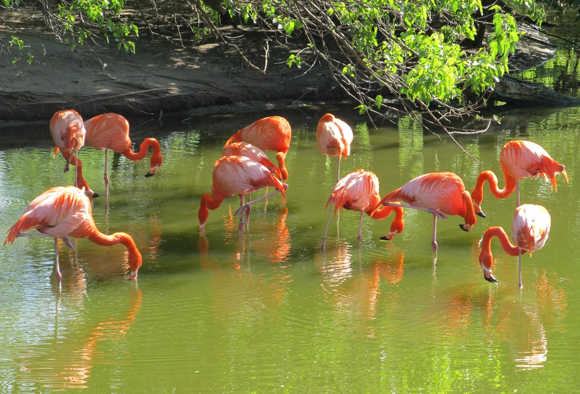 Национальный парк Сенегал Фламинго