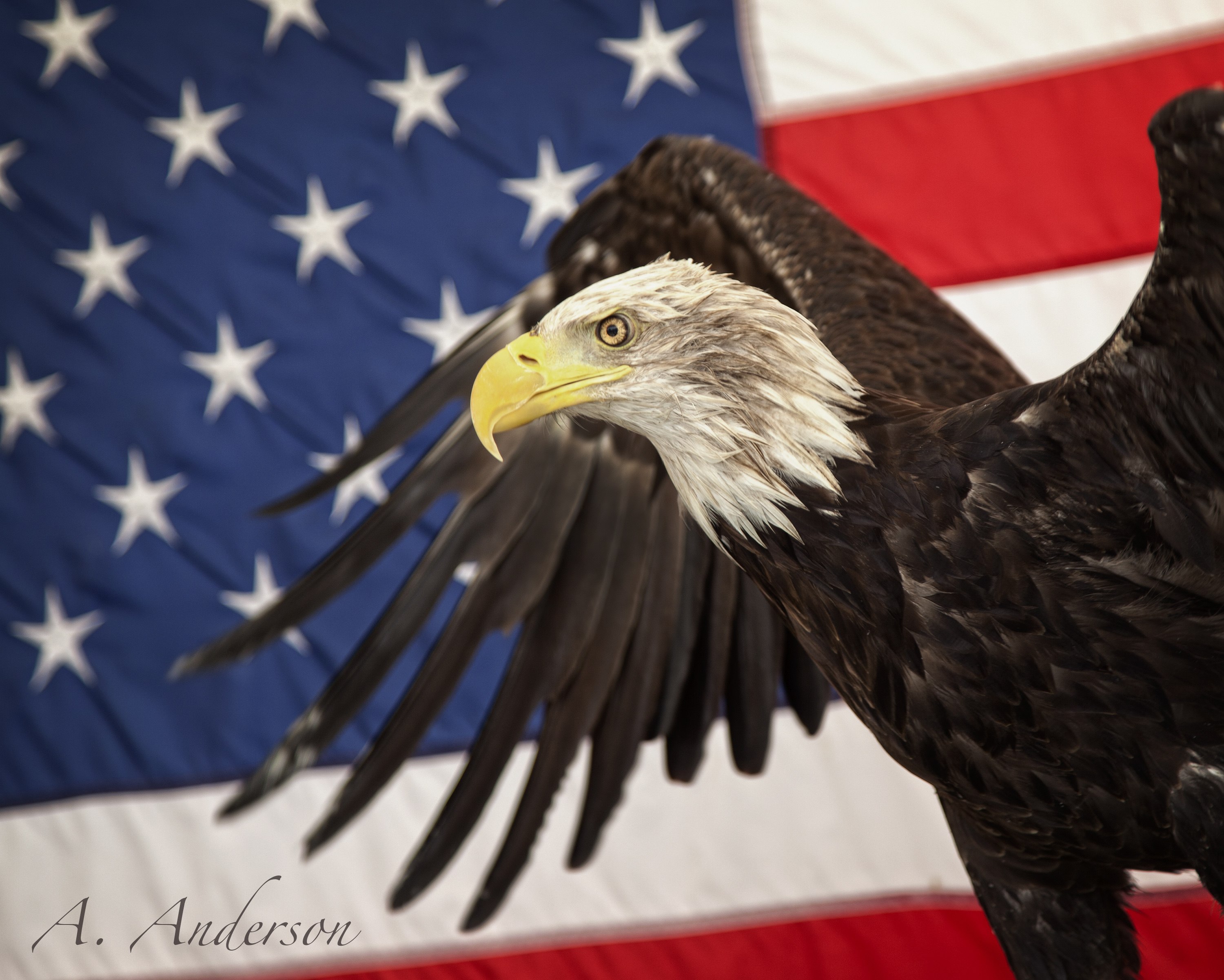 Звук орла америка. Белоголовый Орлан США. Символ Америки белоголовый Орлан. Американский лысый Орел. Американский Орлан символ.