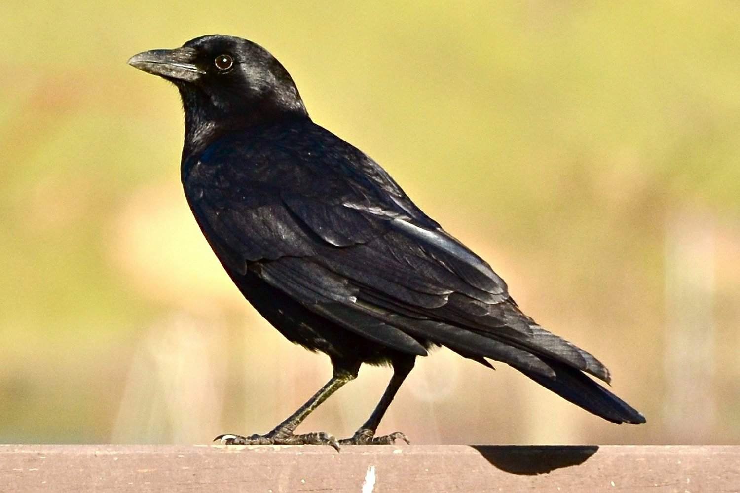 Big crow. Черная птица с белыми пятнами на спине. Птица с черными волосами. Птицы с чёрными пятнами на боку. Птица черная с белым пятном у глаз.