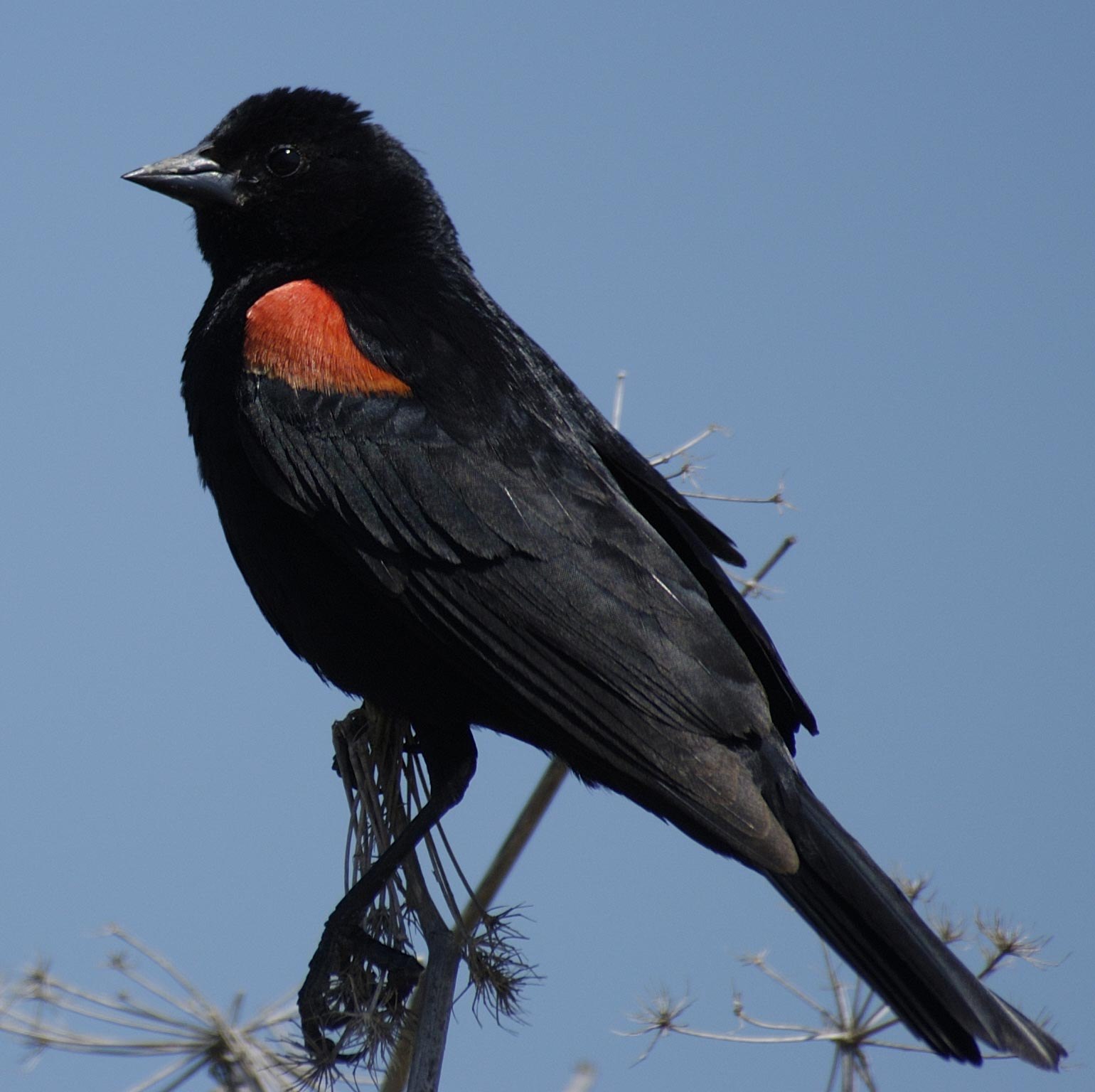 Черная птичка с оранжевым хвостом фото маленькая