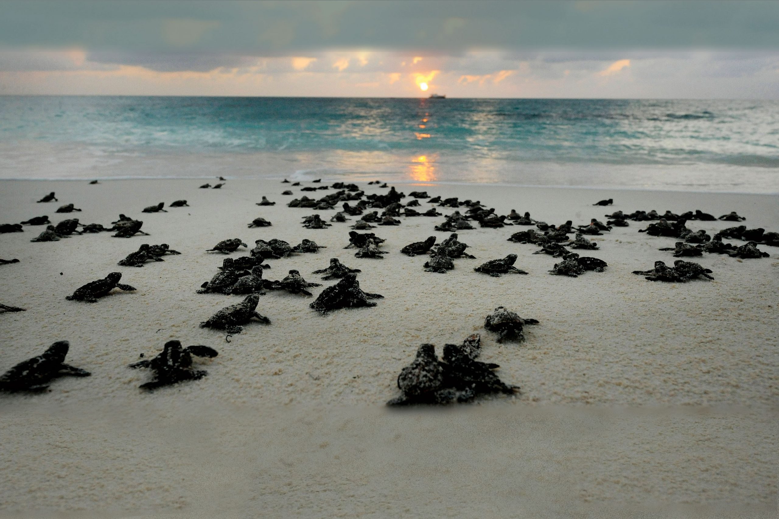 Черепаший пляж шри. Берд Айленд Сейшелы. Бёрд (остров, Сейшельские острова). Черепаший пляж Шри Ланка. Остров птиц Сейшелы.
