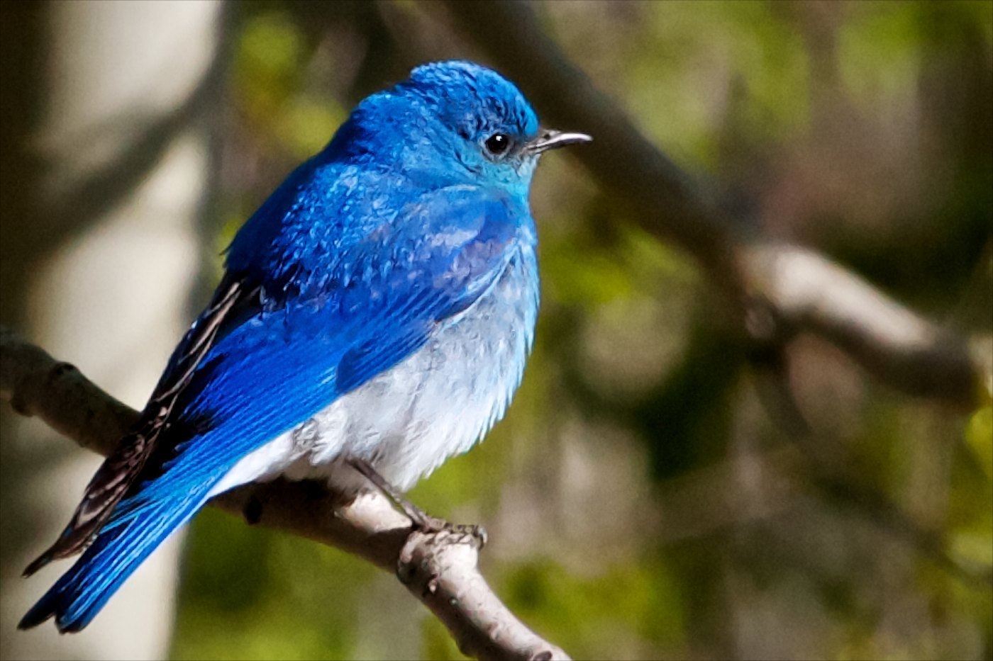 Птицы голубого цвета фото и названия