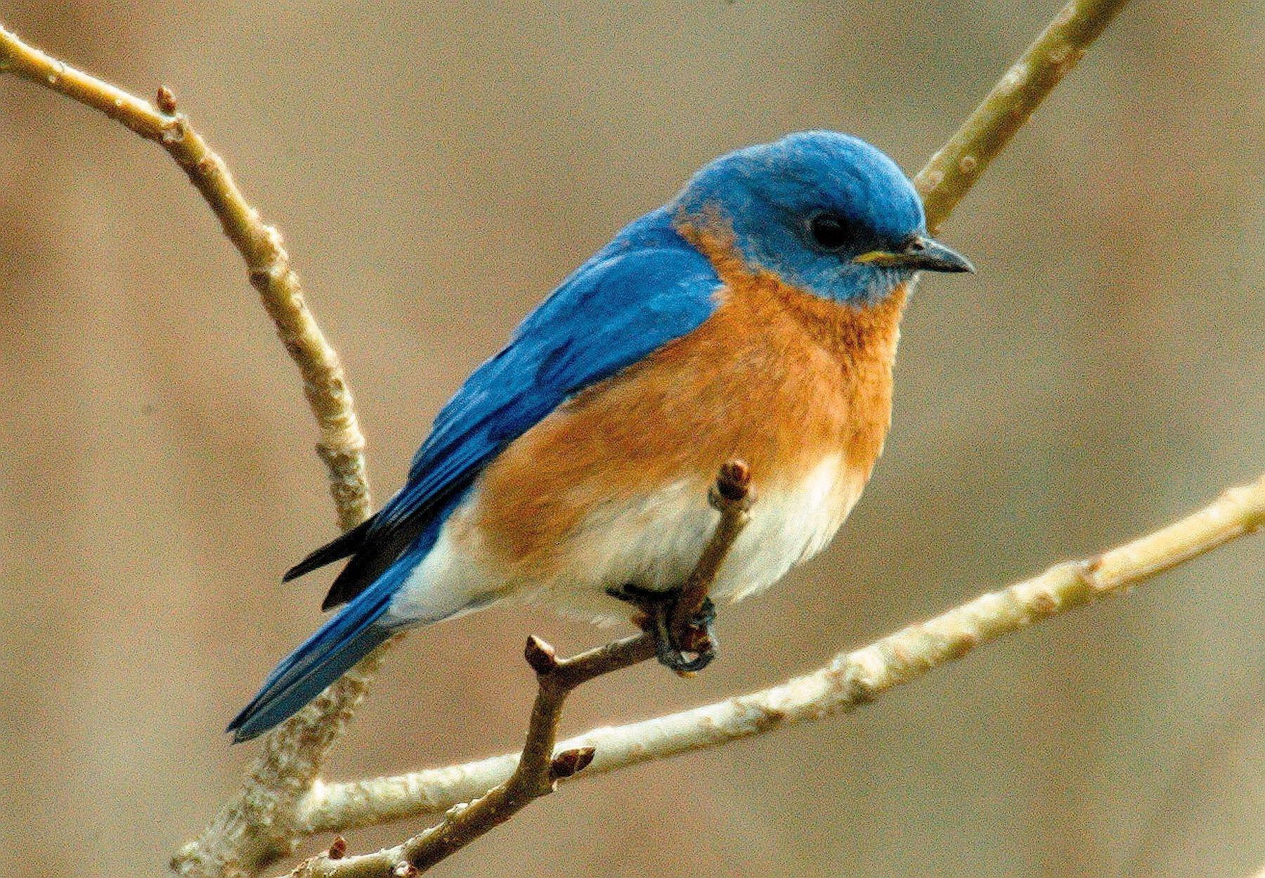 Bluebird. Сиалия Лазурная птица. Синешейка птица. Синяя птичка. Птица с синим оперением.