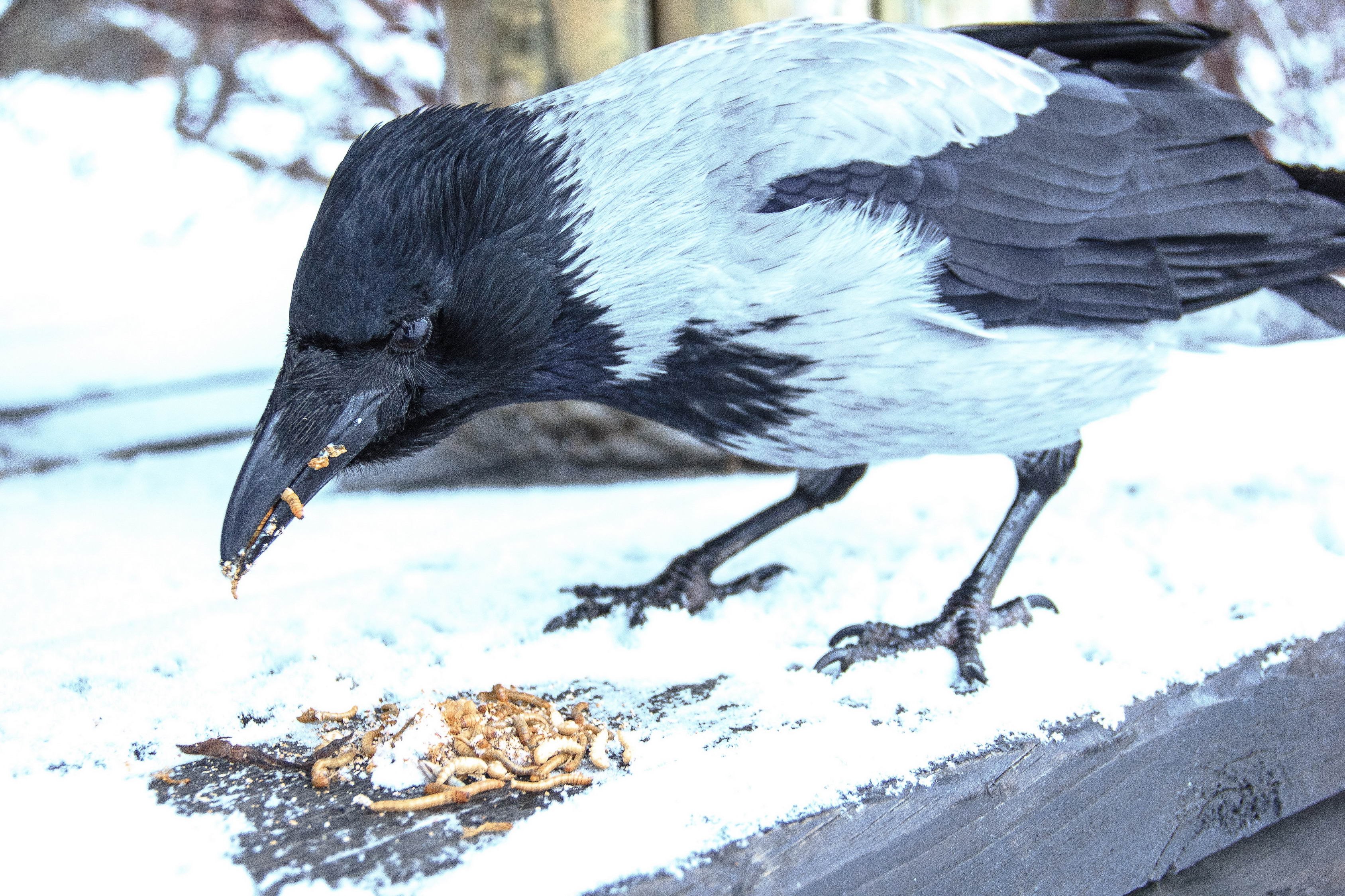 Winter crow. Серая ворона и человек. Беременная ворона. Зимующие птицы ворон ворона воронёнок. Наблюдение за вороной.