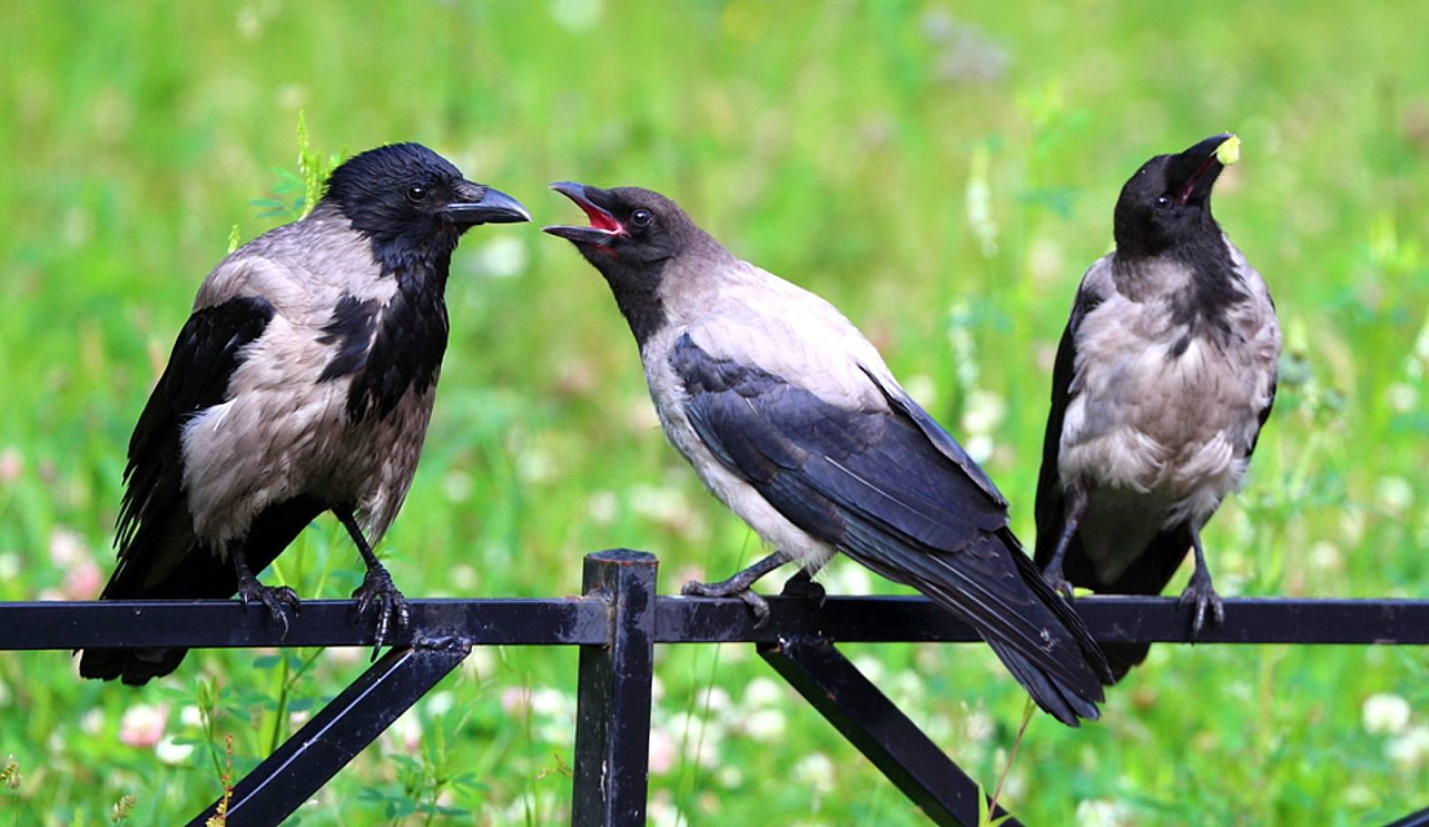 Big crow. Три вороны. Ворона на заборе. Вороны на заборе. Много ворон.