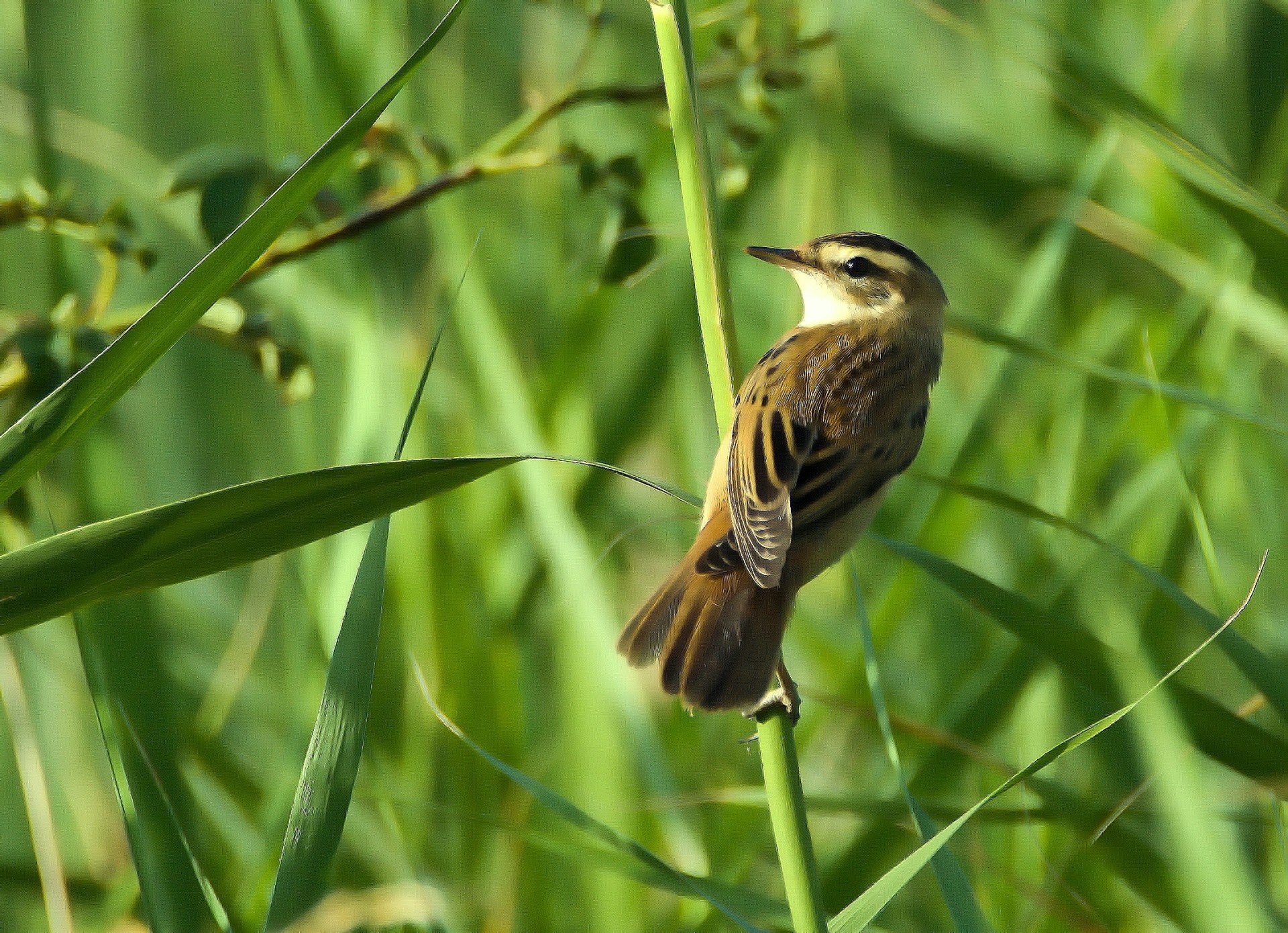 Вертлявая камышевка (Acrocephalus paludicola)