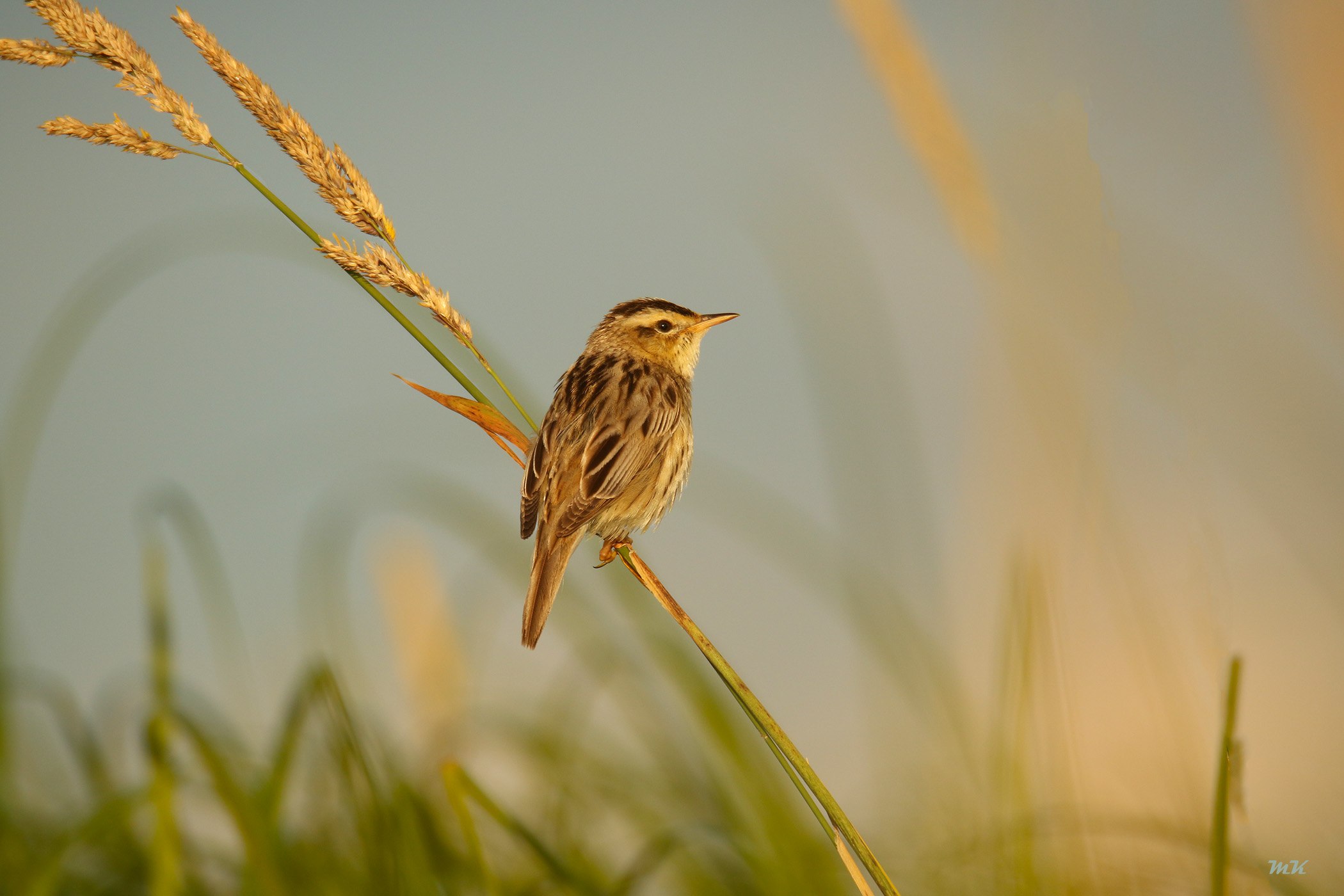 Images different Birds in Lithuania