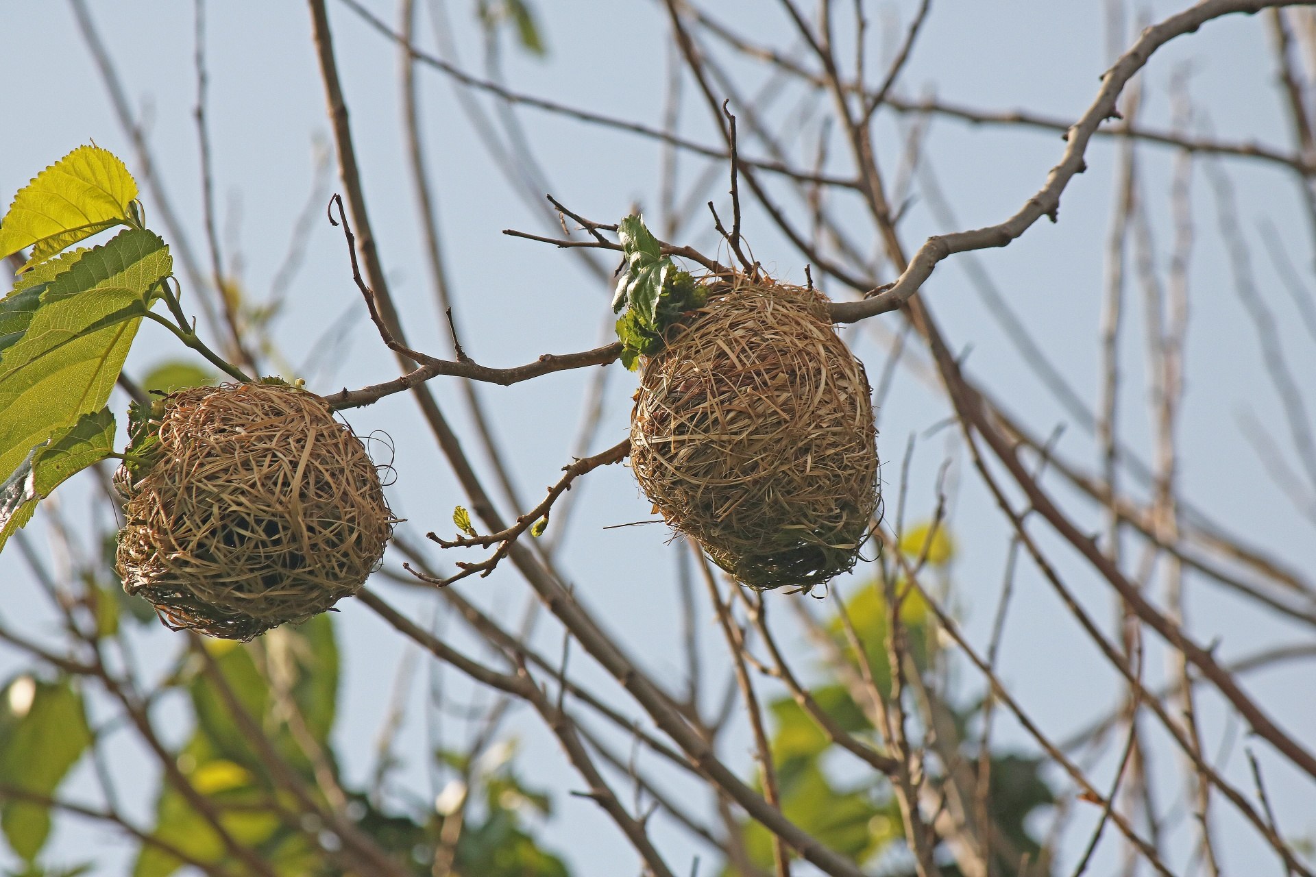 Птичьи гнезда на деревьях. Гнездо Ткача. Вихорево гнездо. Дальневосточный крон гнездо. Гнездо большенога.