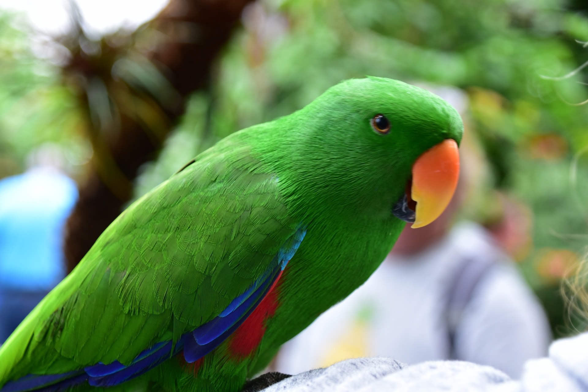 Зеленый попугай с хохолком