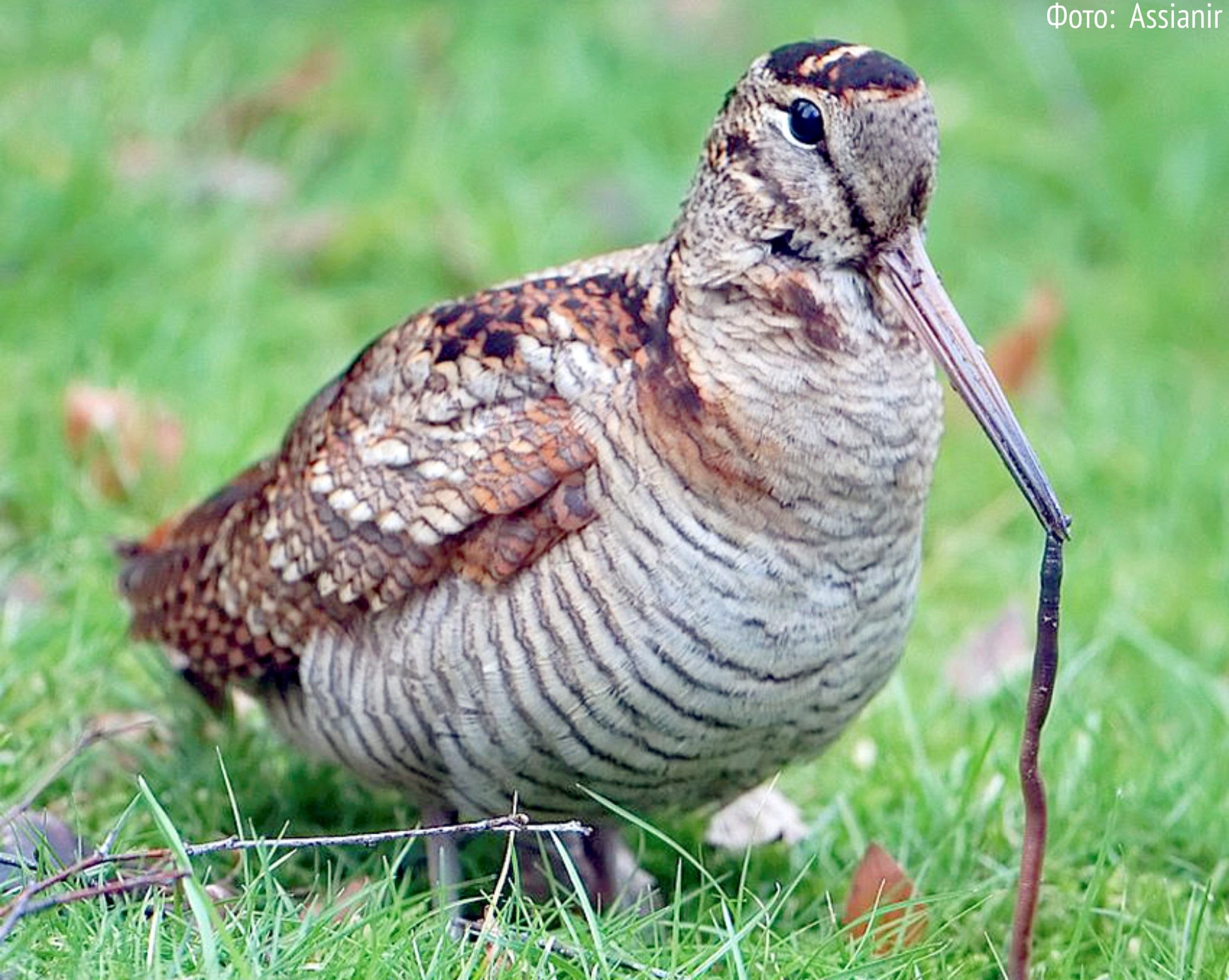 Woodcock. Вальдшнеп. Американский вальдшнеп. Американский вальдшнеп птица. Шотландский вальдшнеп.