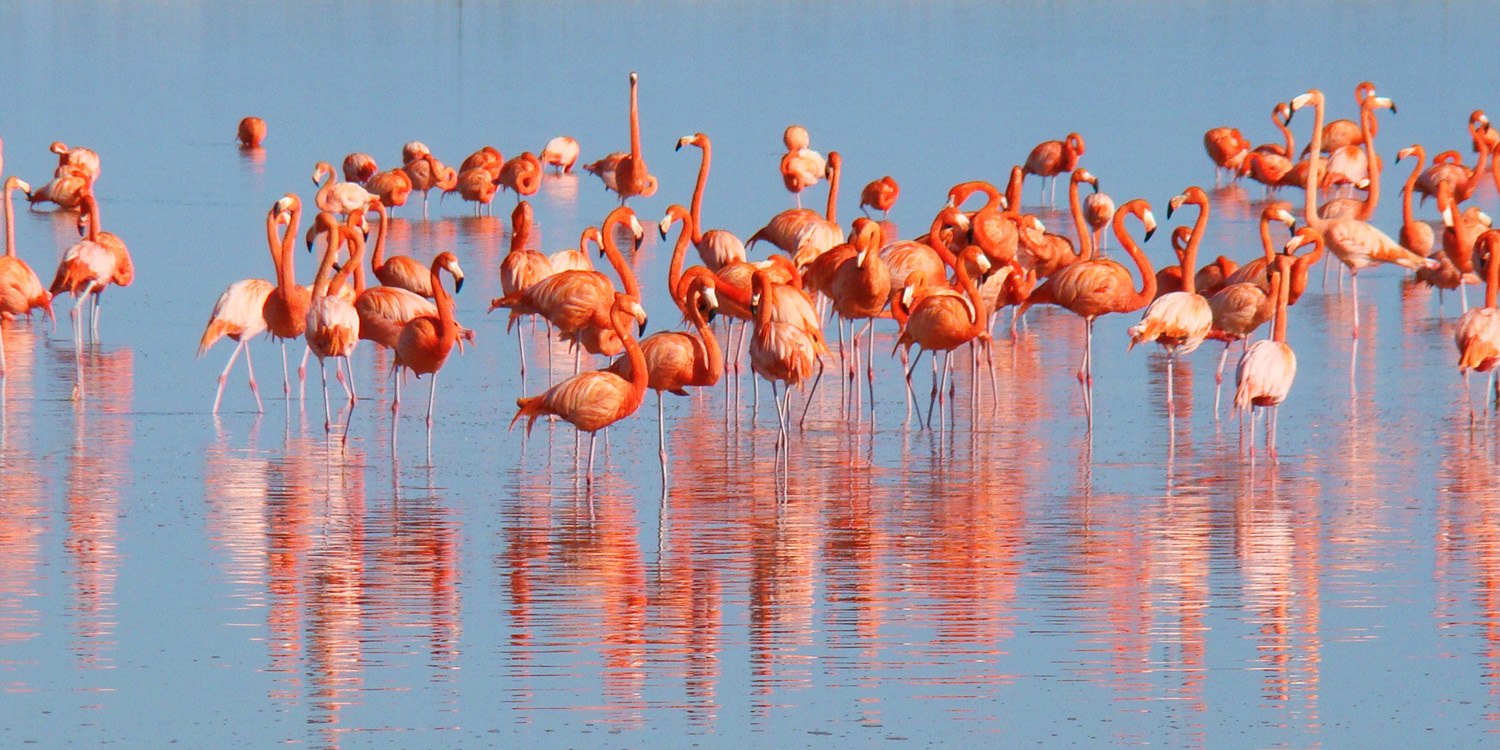 Фламинго в Танзании