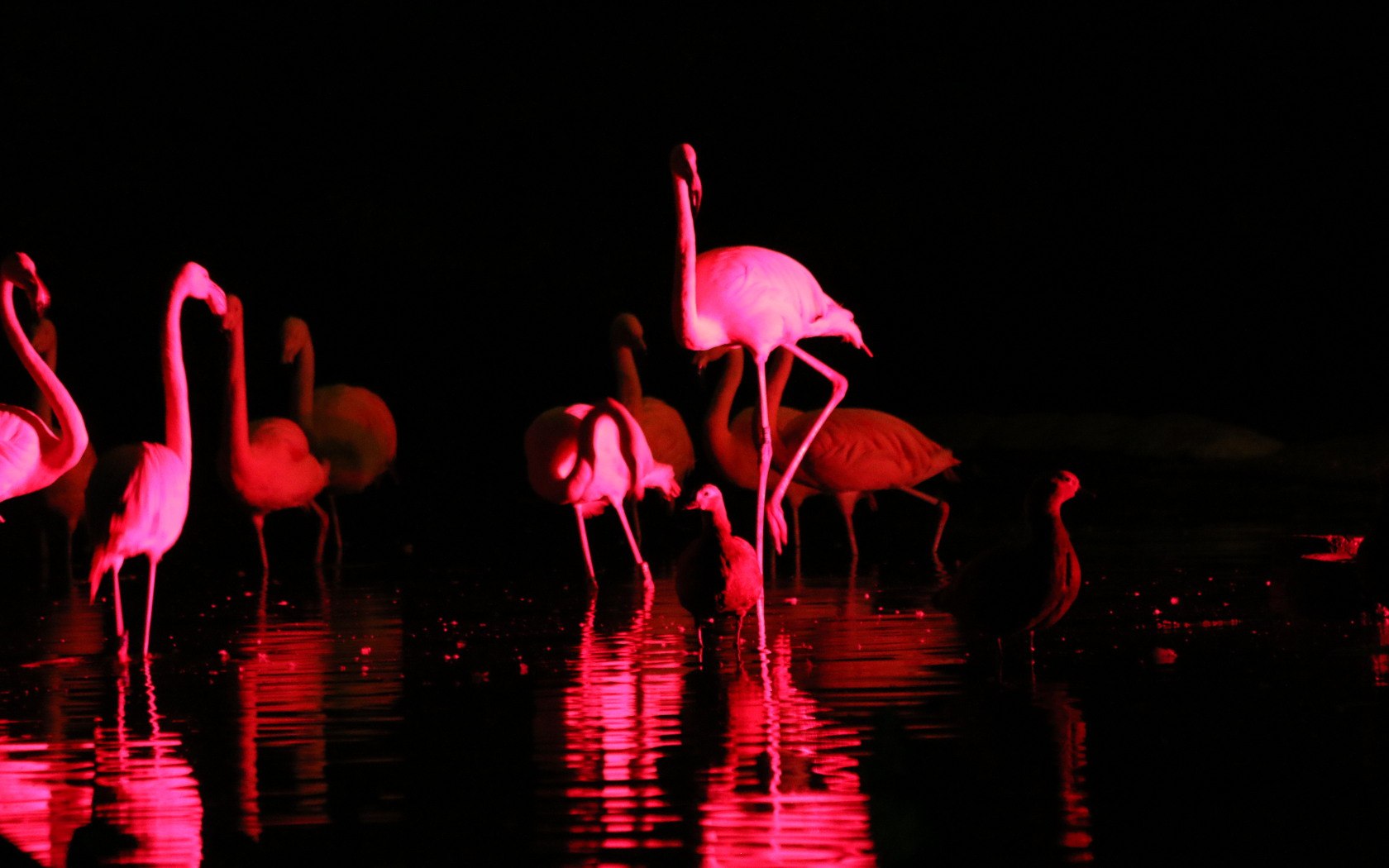 Розовый Фламинго на закате