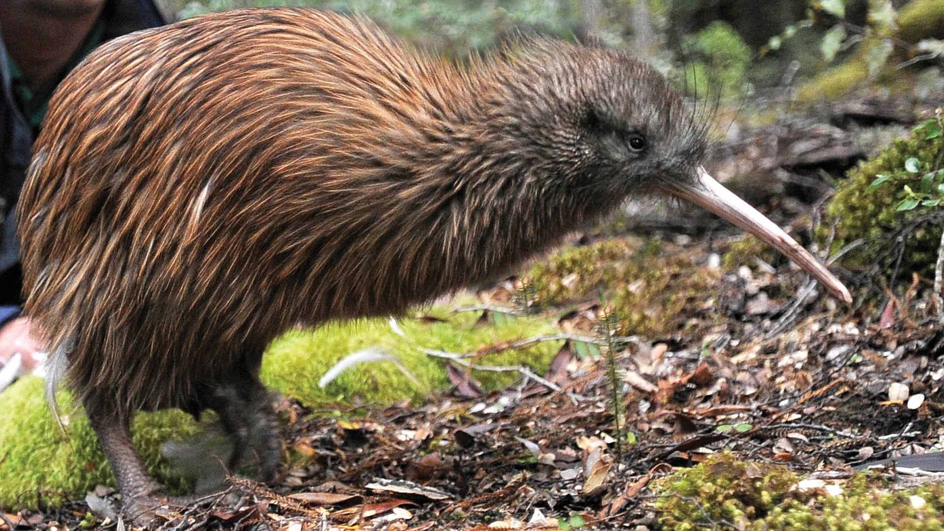 Остров киви. Птица киви в новой Зеландии. Нелетающая птица киви. Птица киви в Австралии. Эндемики Австралии киви.