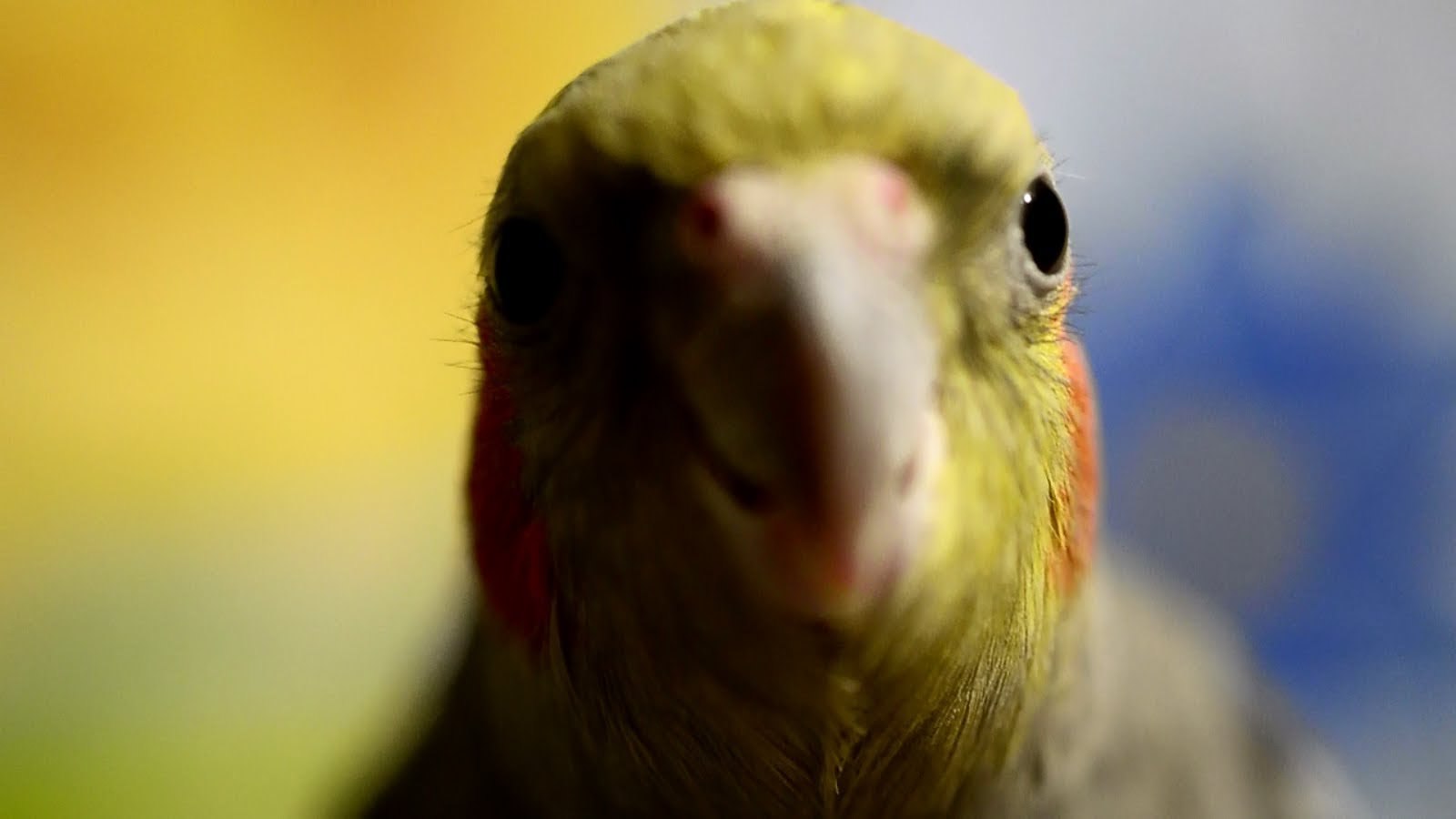 Попугай открывает рот. Попугай корелла. Краснолобый жёлтощёкий попугай Амазон. Попугай корелла фото. Смешные попугаи.