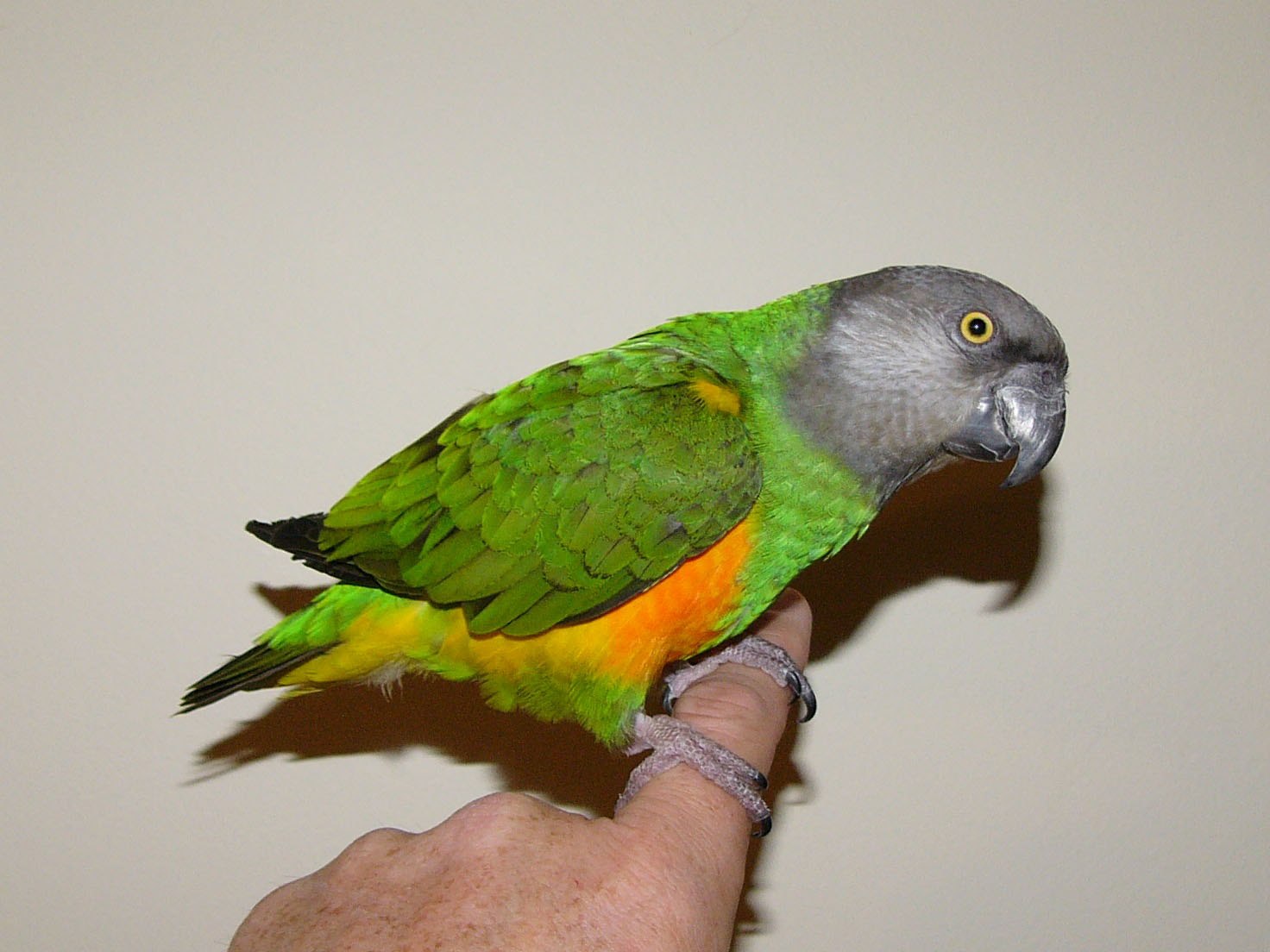 Купить среднего попугая. Сенегальский попугай. Сенегальский длиннокрылый попугай. Сенегальский зеленый попугай. Попугай Сенегальский попугай.