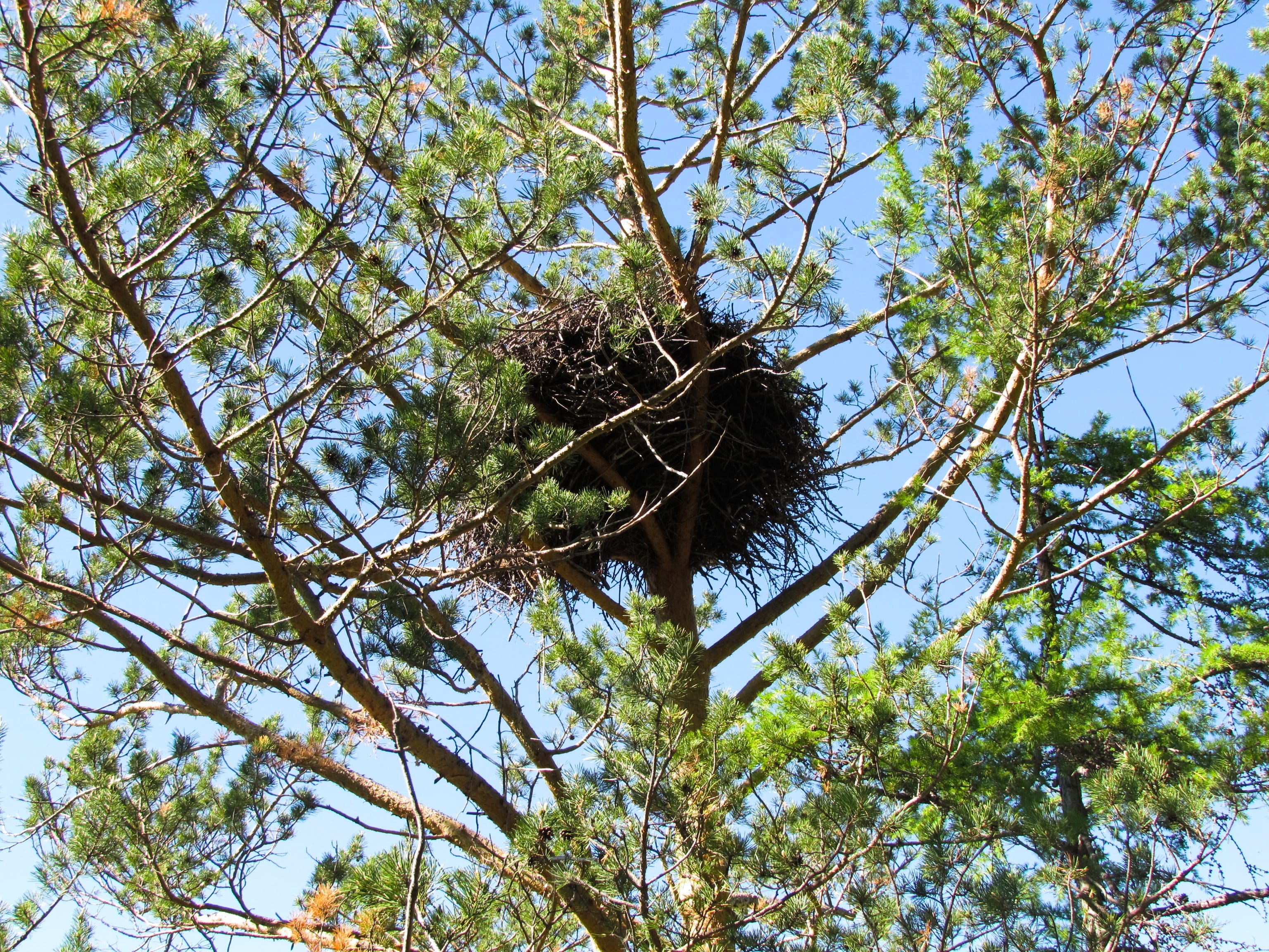 гнезда орлов фото