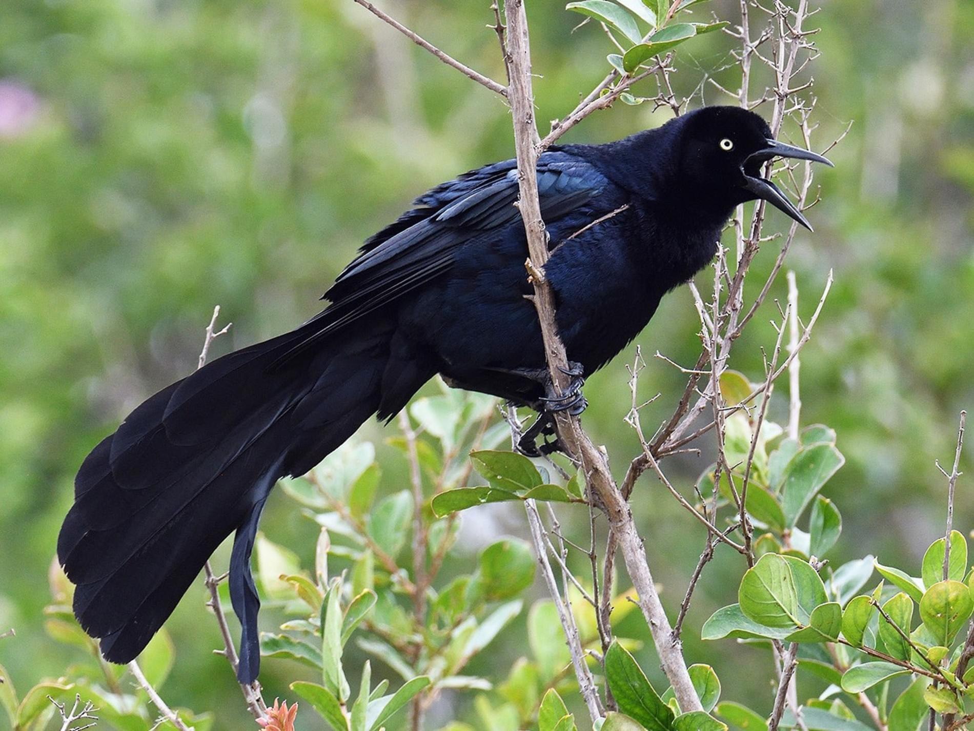 Огромные черные птицы. Обыкновенный гракл. Антильский гракл птица. Черноспинная певчая ворона. Длиннохвостый бархатный Ткач самка.