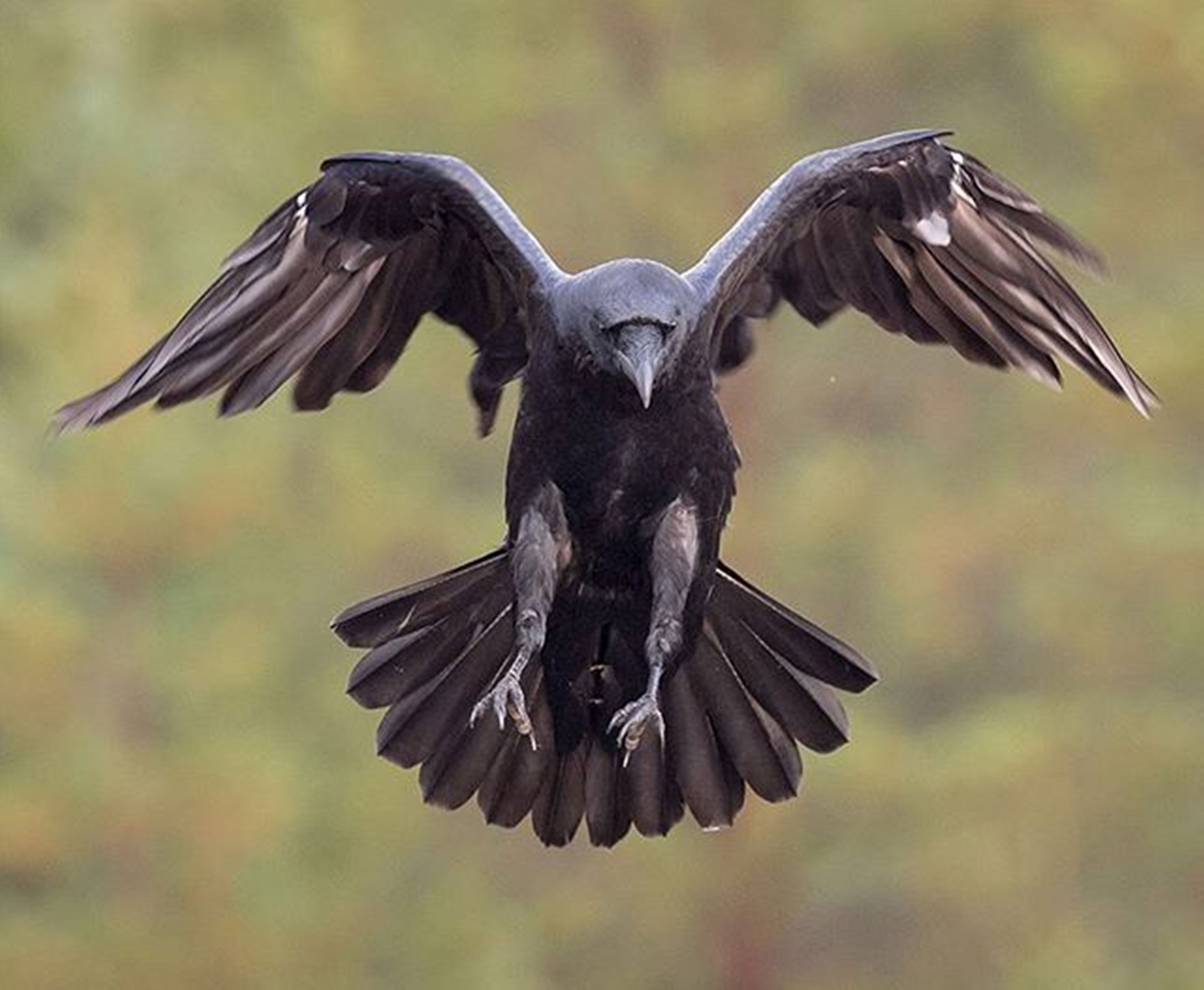 Летающий ворон. Ворон летит вид спереди. Размах крыльев ворона. Ворон с расправленными крыльями. Ворон взлетает.