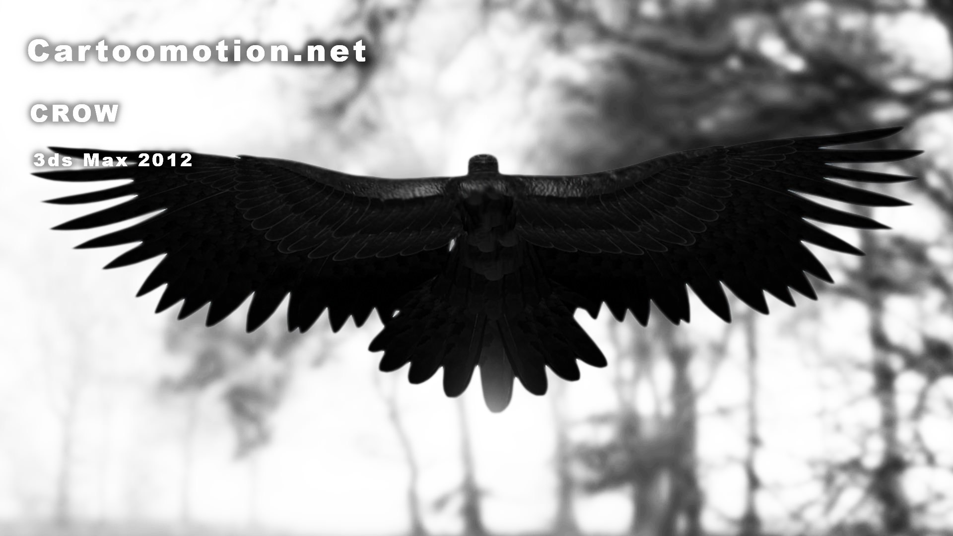 Черный ворон с расправленными крыльями