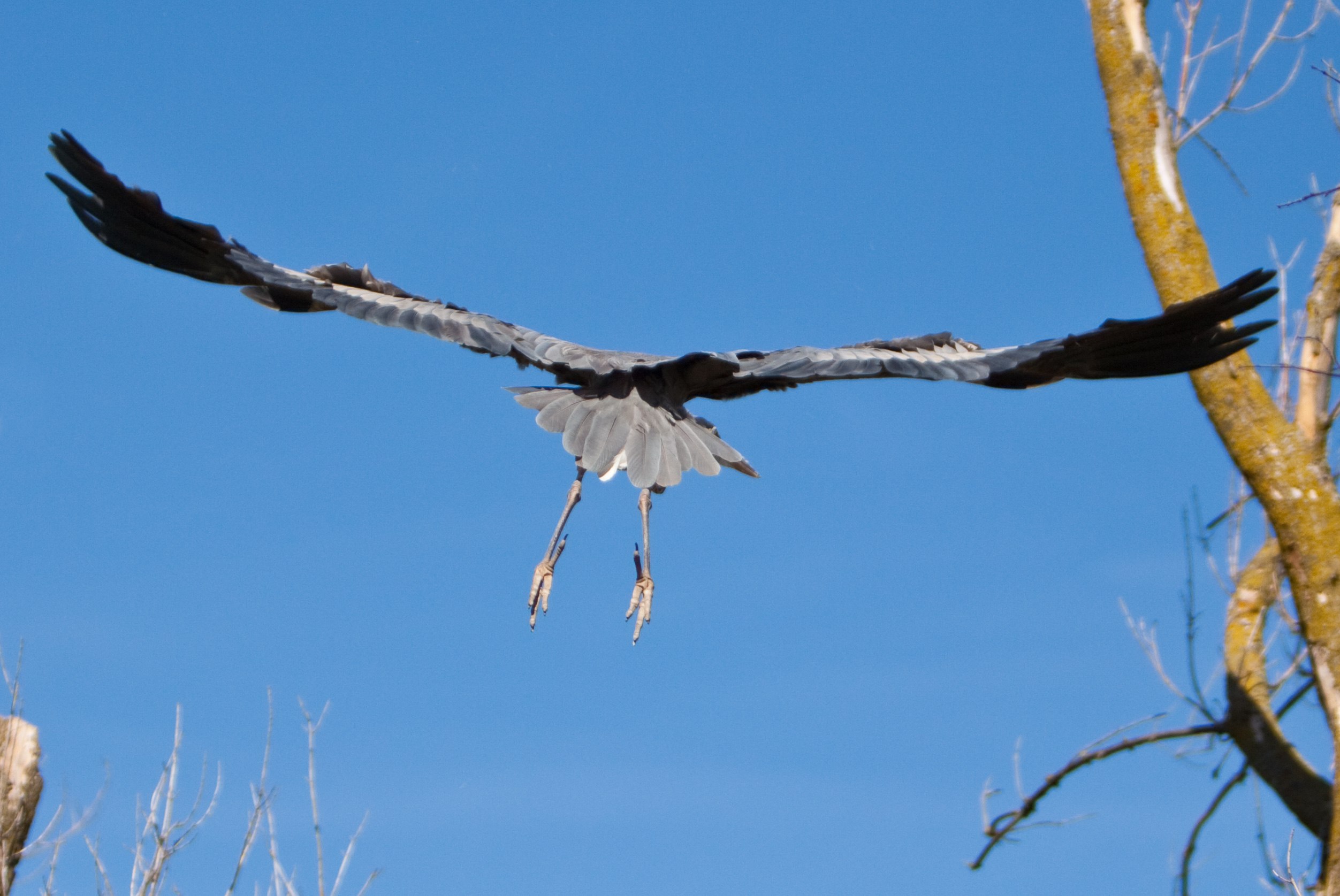Fall bird. Падающая птица. Падение птицы. Крылья падающей птицы. Птицы Канады фото.
