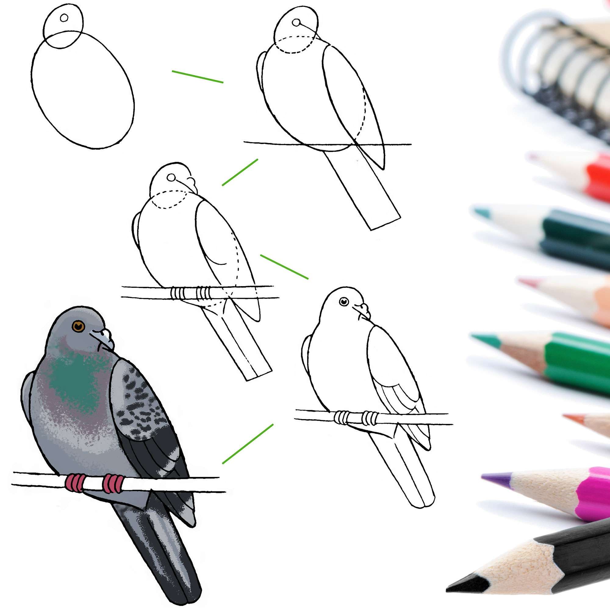 Уроки рисования голубей